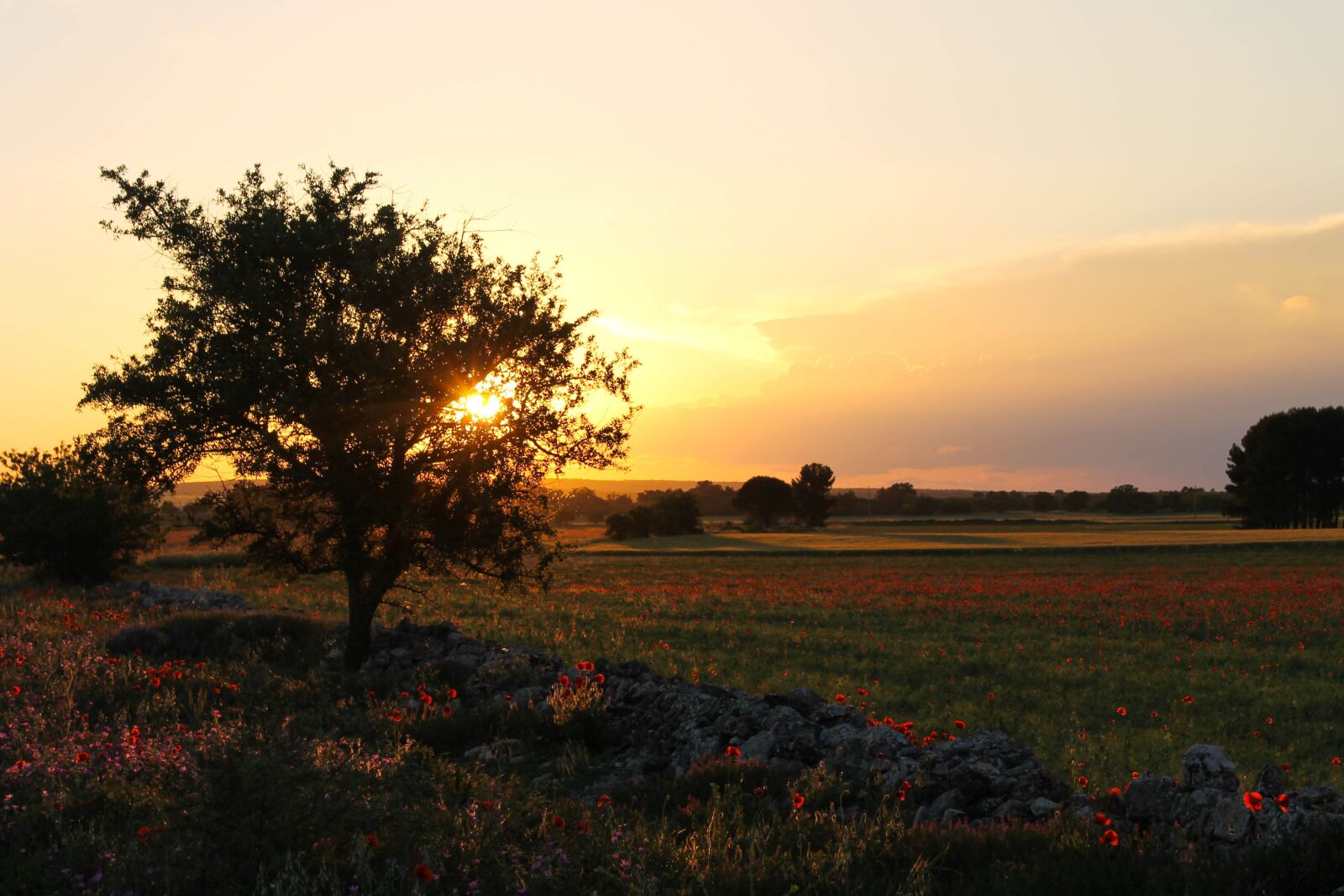 Canon EOS 1100D (EOS Rebel T3 / EOS Kiss X50) sample photo. Murgia, puglia, apulia photography