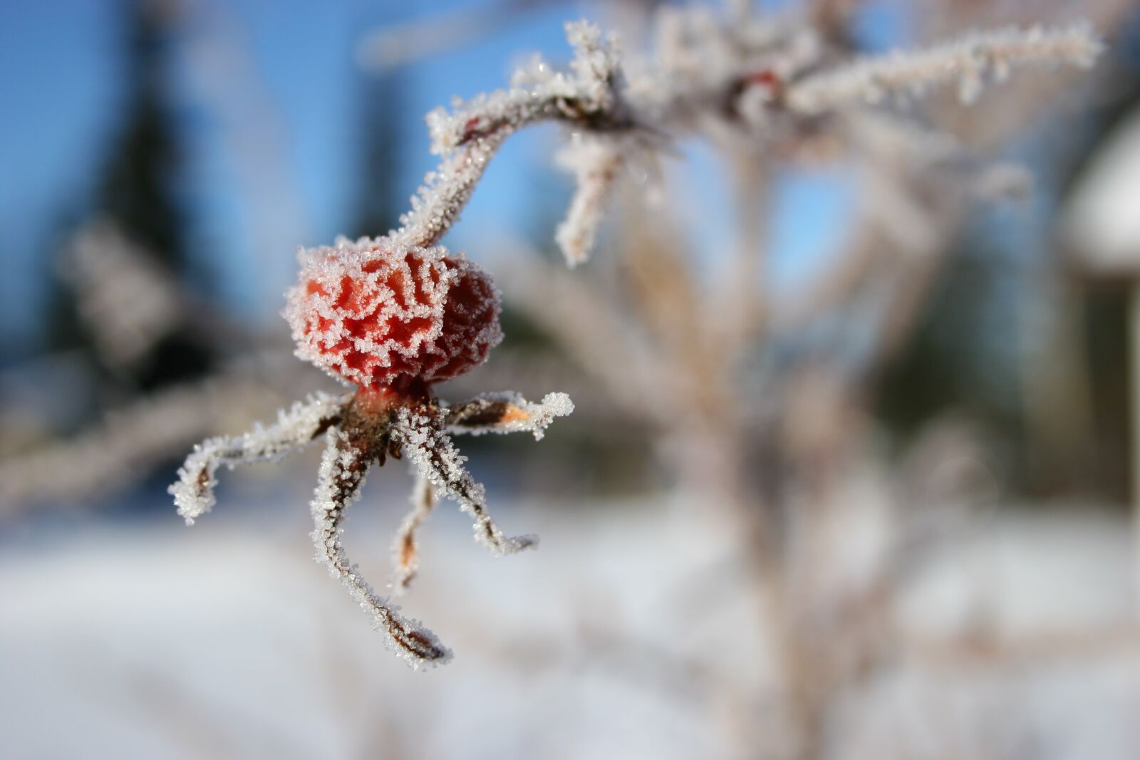 Canon EOS 20D sample photo. Frost, winter, alaska photography