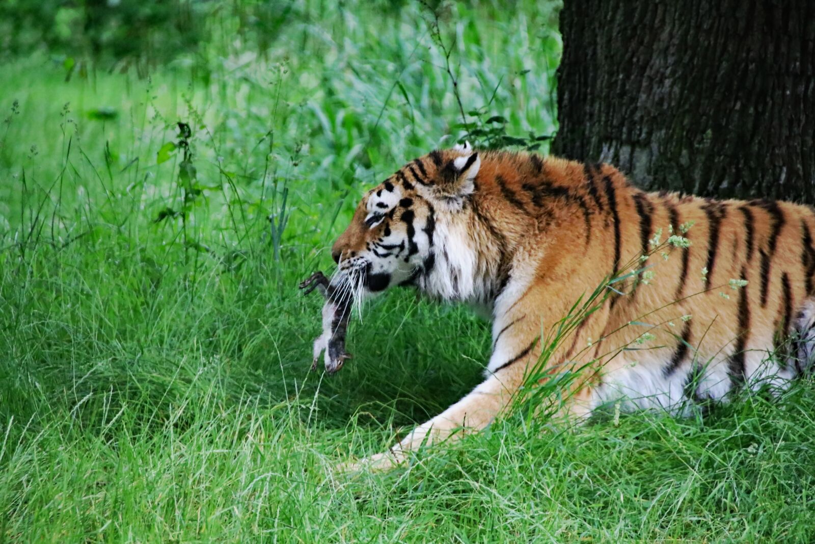Canon EOS 760D (EOS Rebel T6s / EOS 8000D) sample photo. Tiger, big cat, animal photography