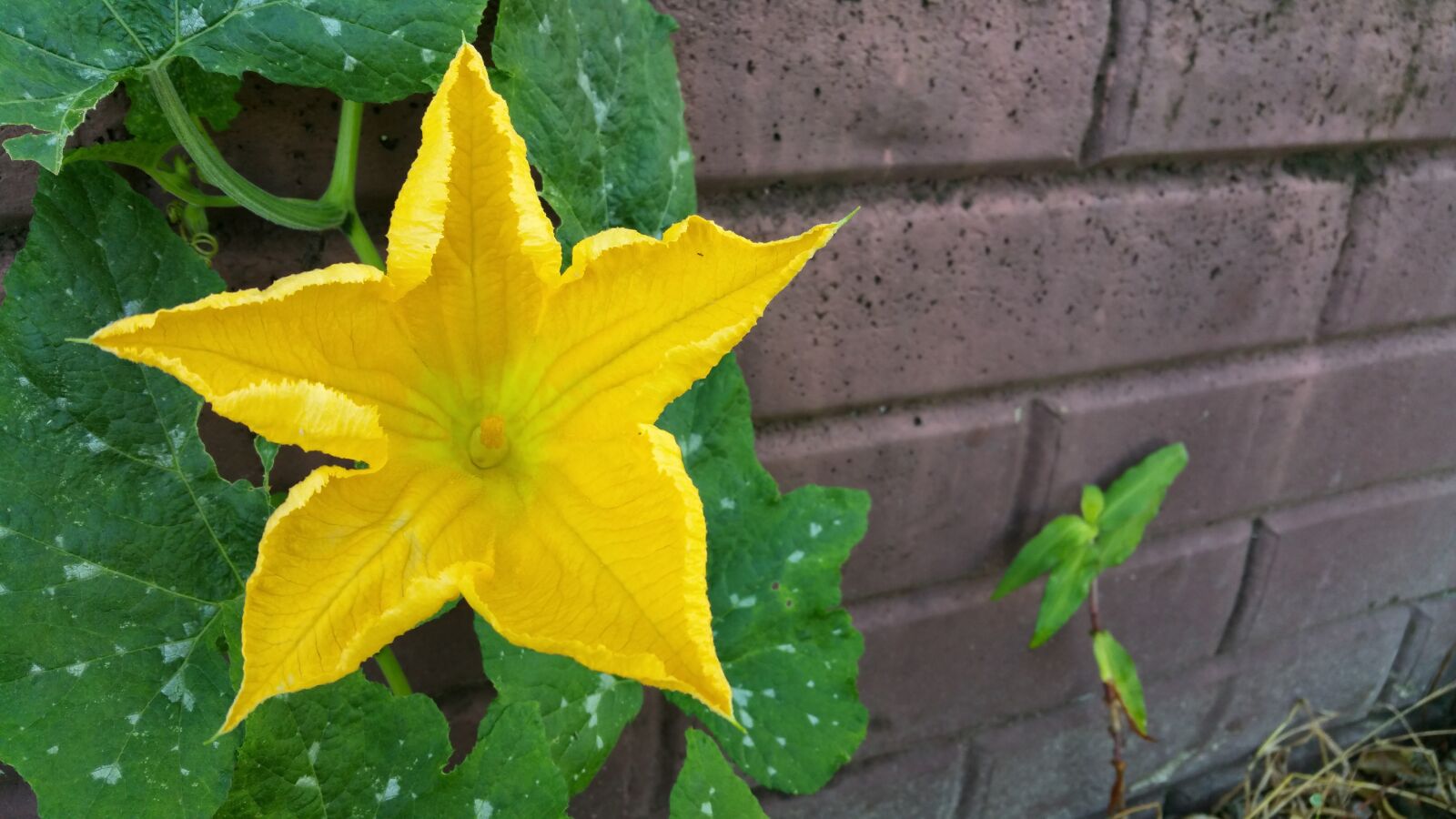 Samsung Galaxy Note4 sample photo. Pumpkin flower, yellow, flower photography