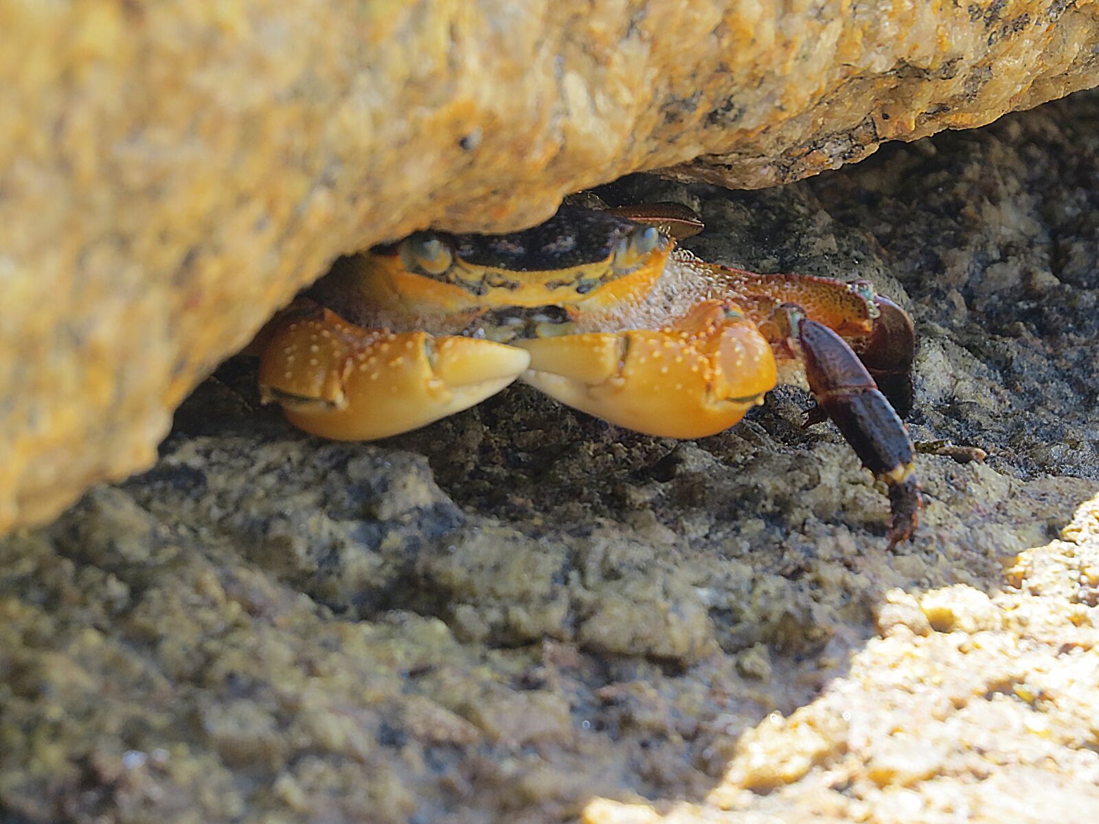 Canon PowerShot SX50 HS sample photo. Rocks, crab, australia photography