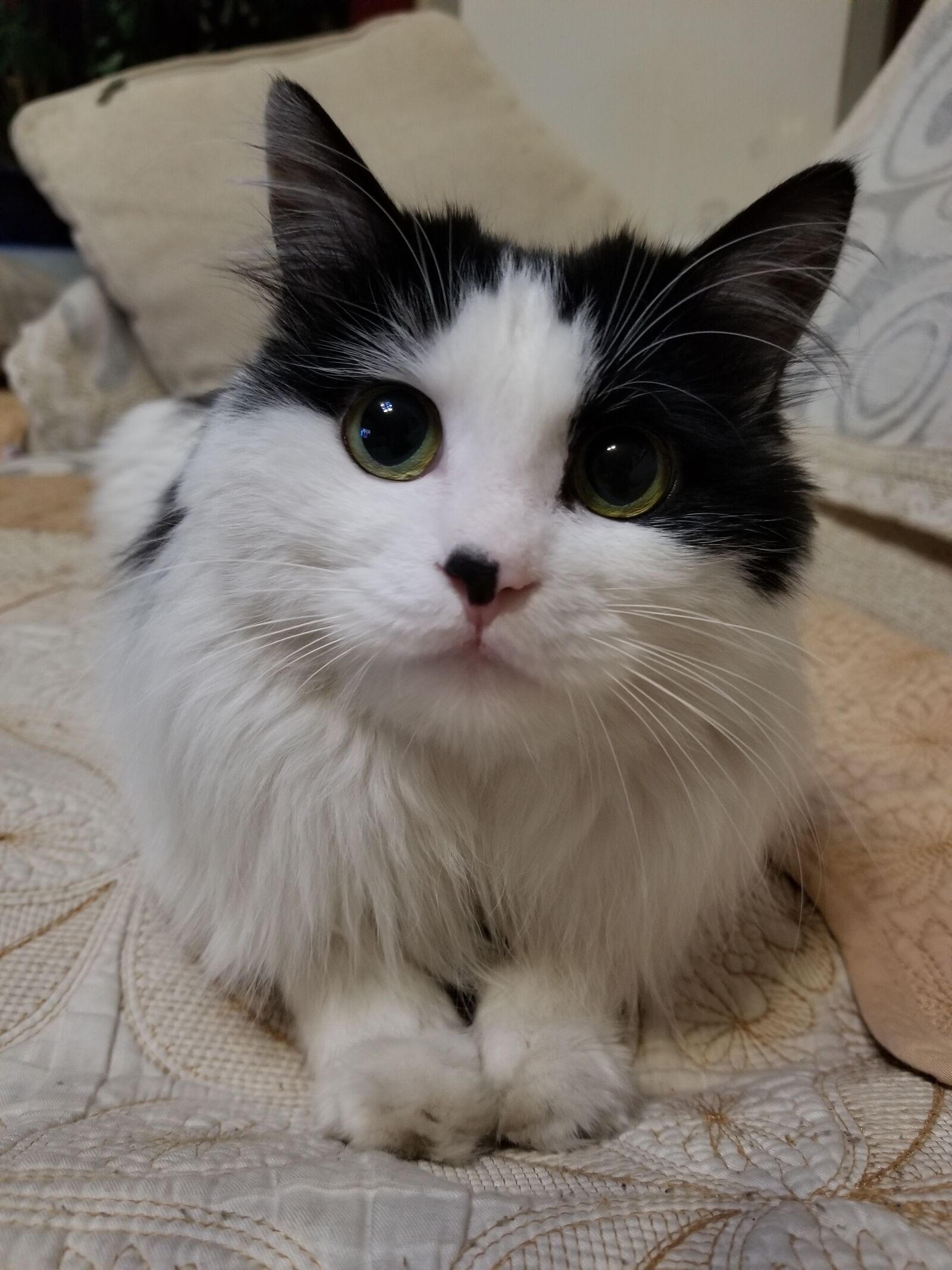 Samsung Galaxy S8+ sample photo. Cute, kitty, meow photography