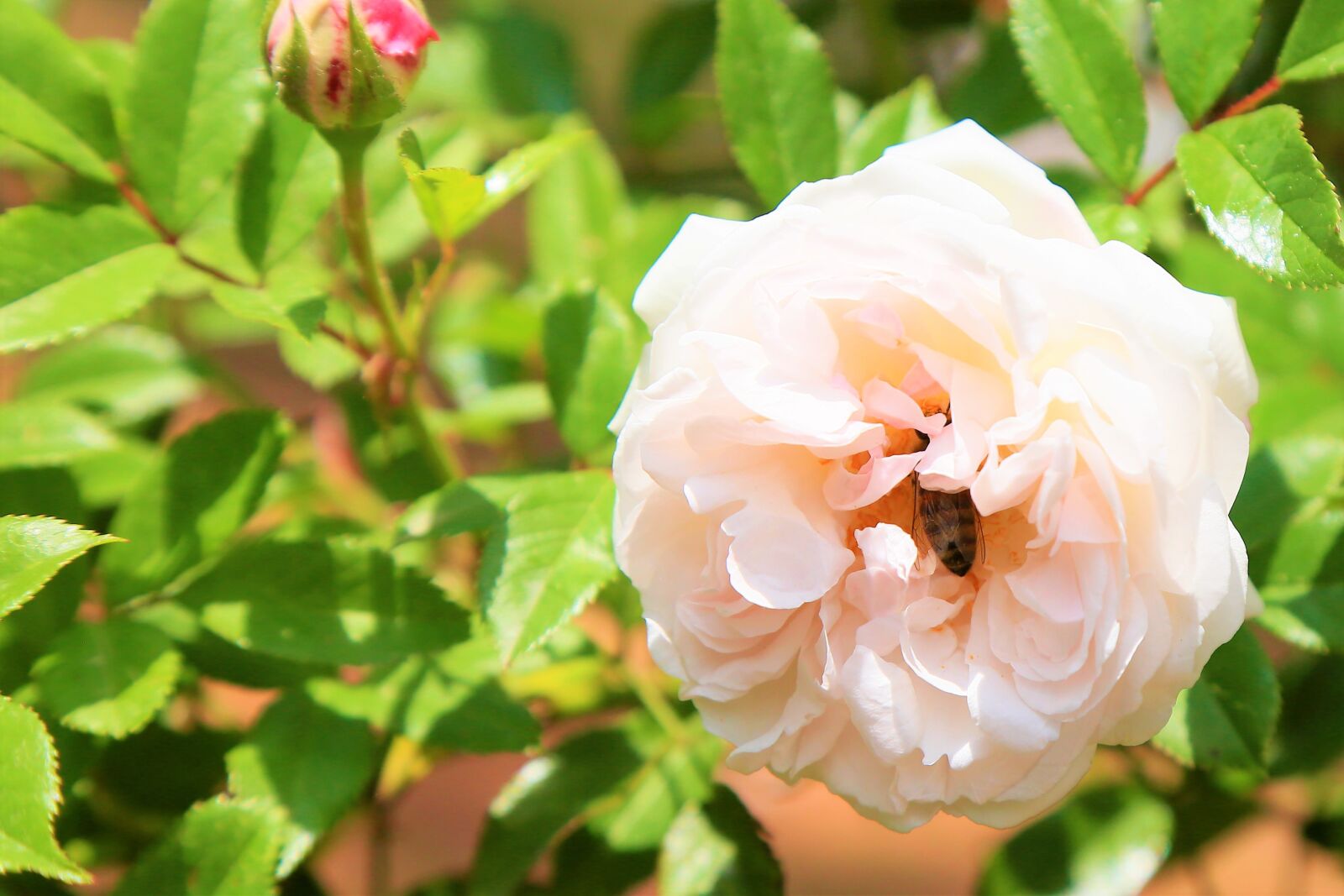 Canon EF 24-105mm F4L IS USM sample photo. Rose, spring, bee photography