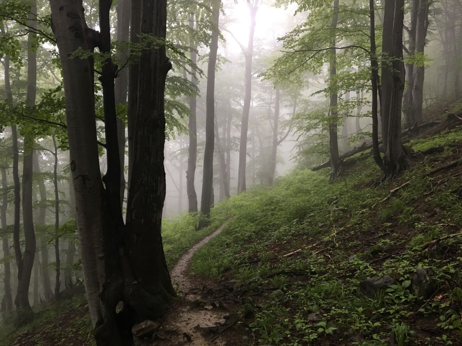 iPhone 6s back camera 4.15mm f/2.2 sample photo. Fog, foggy, forest photography