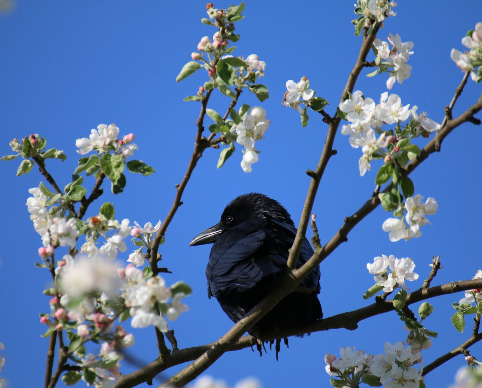Canon EOS 70D sample photo. Raven bird, tree, flowers photography
