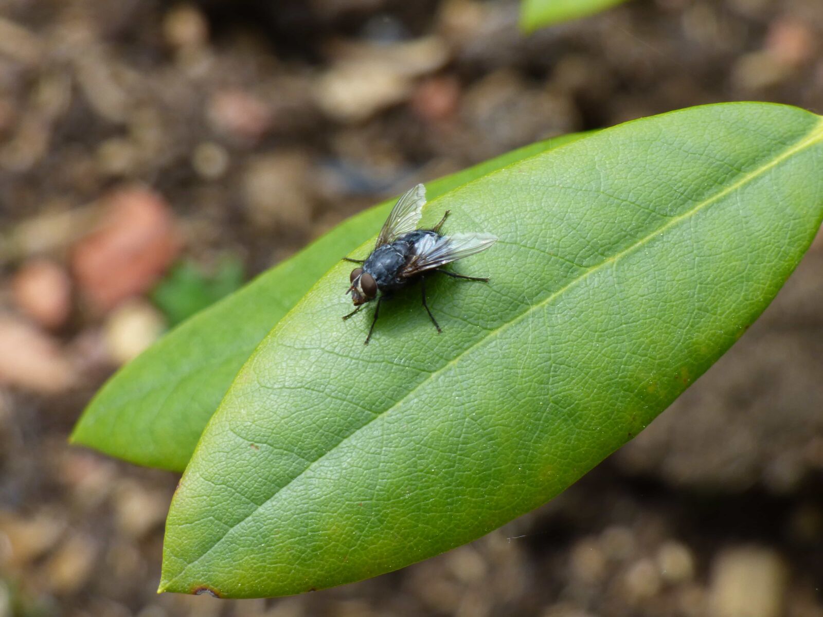 Panasonic DMC-FZ72 sample photo. Close-up, green leaves, insect photography
