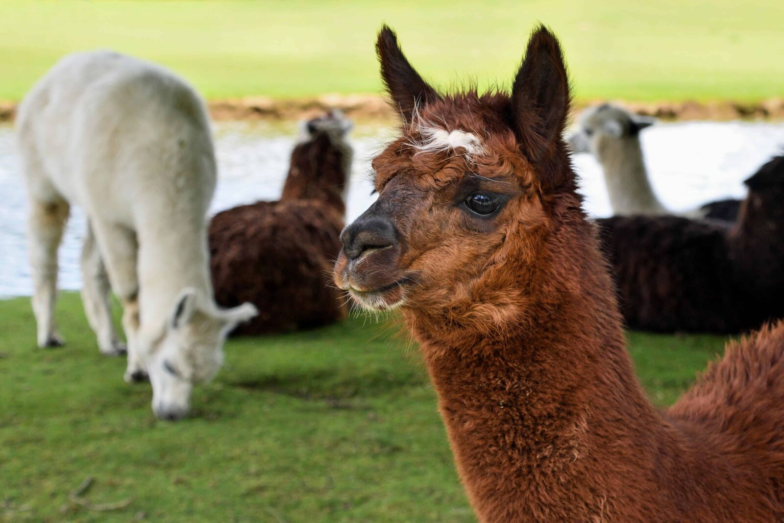 Nikon D500 sample photo. Livestock, llama, alpaca, grass photography