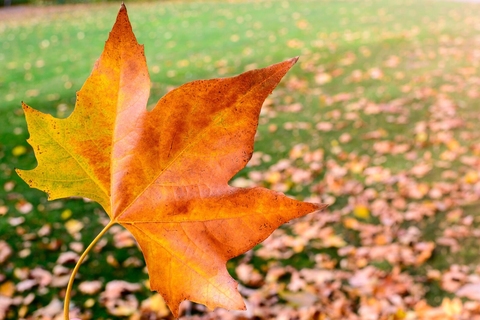 Nikon D600 sample photo. Background, autumn, season photography