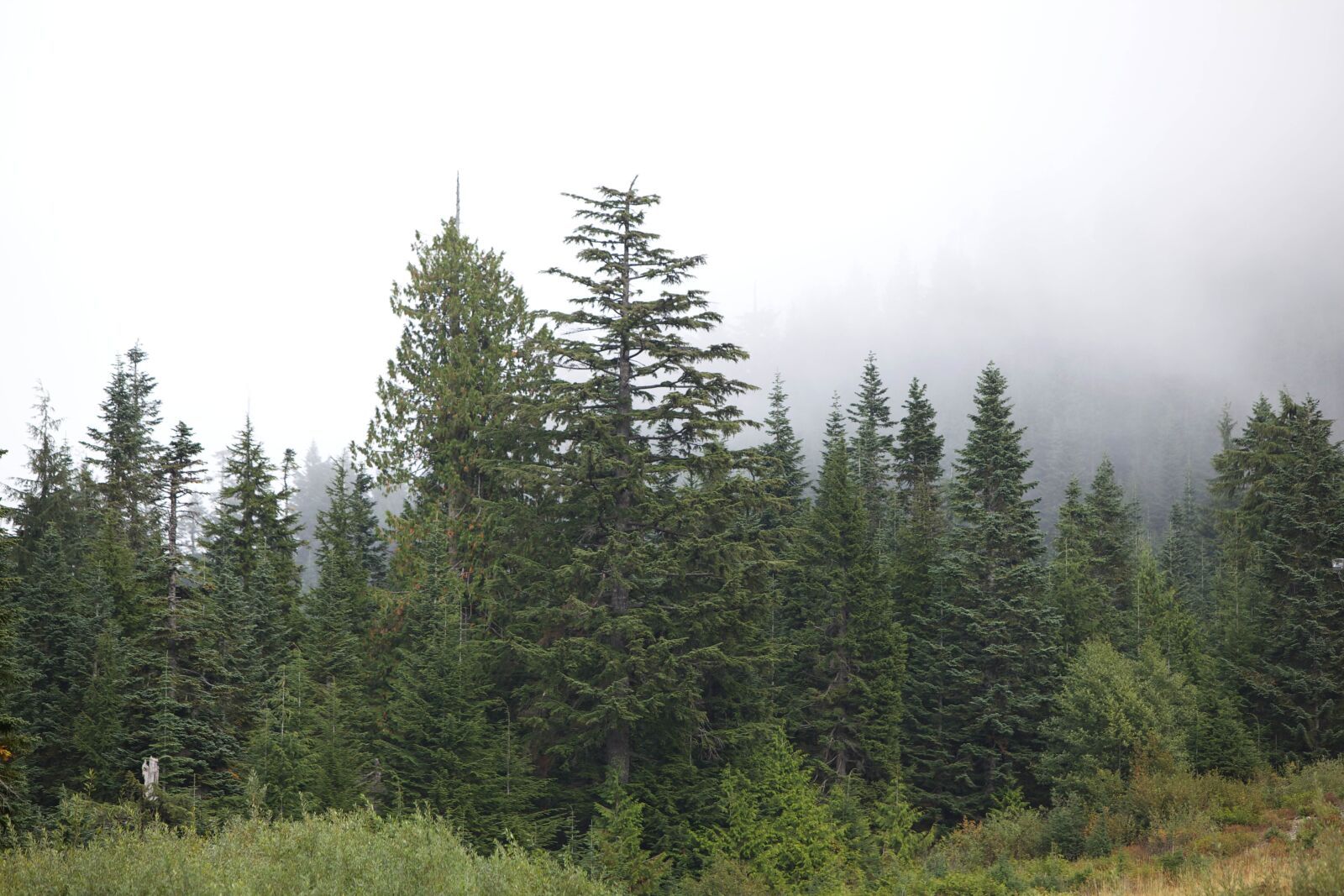 Canon EOS 5D Mark II sample photo. Western, greenish, wood, forest photography