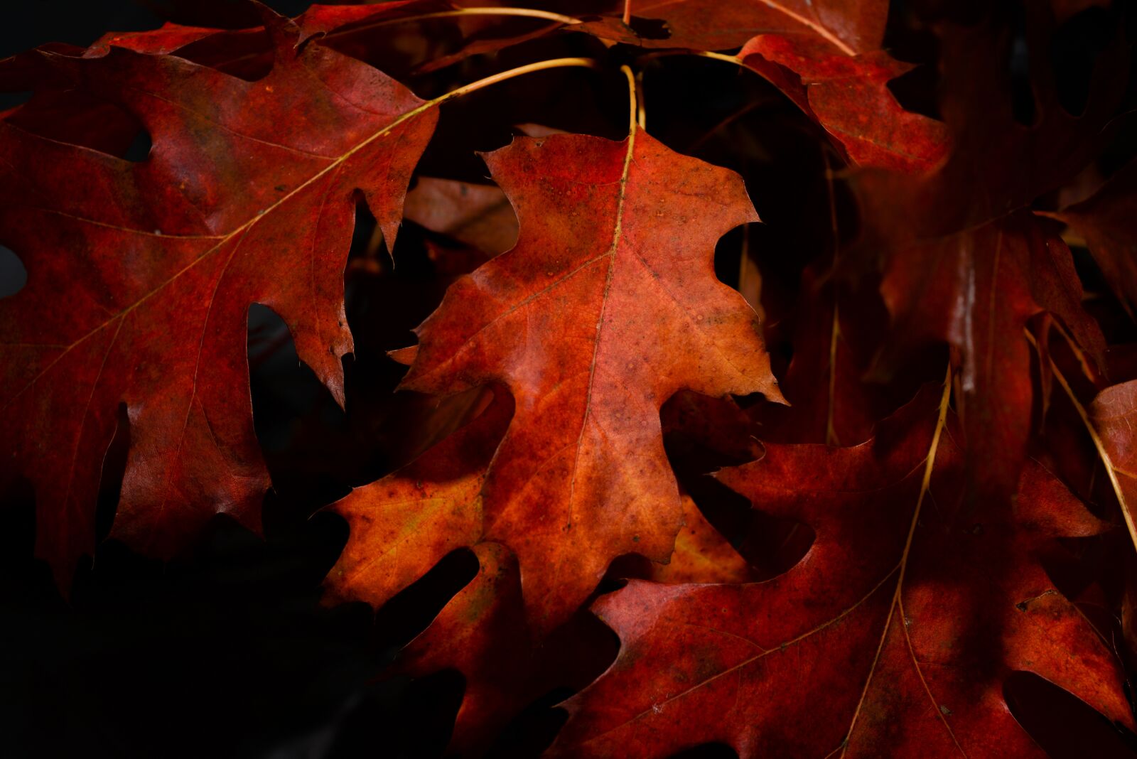 Nikon D610 sample photo. Red leaf, autumn, fall photography