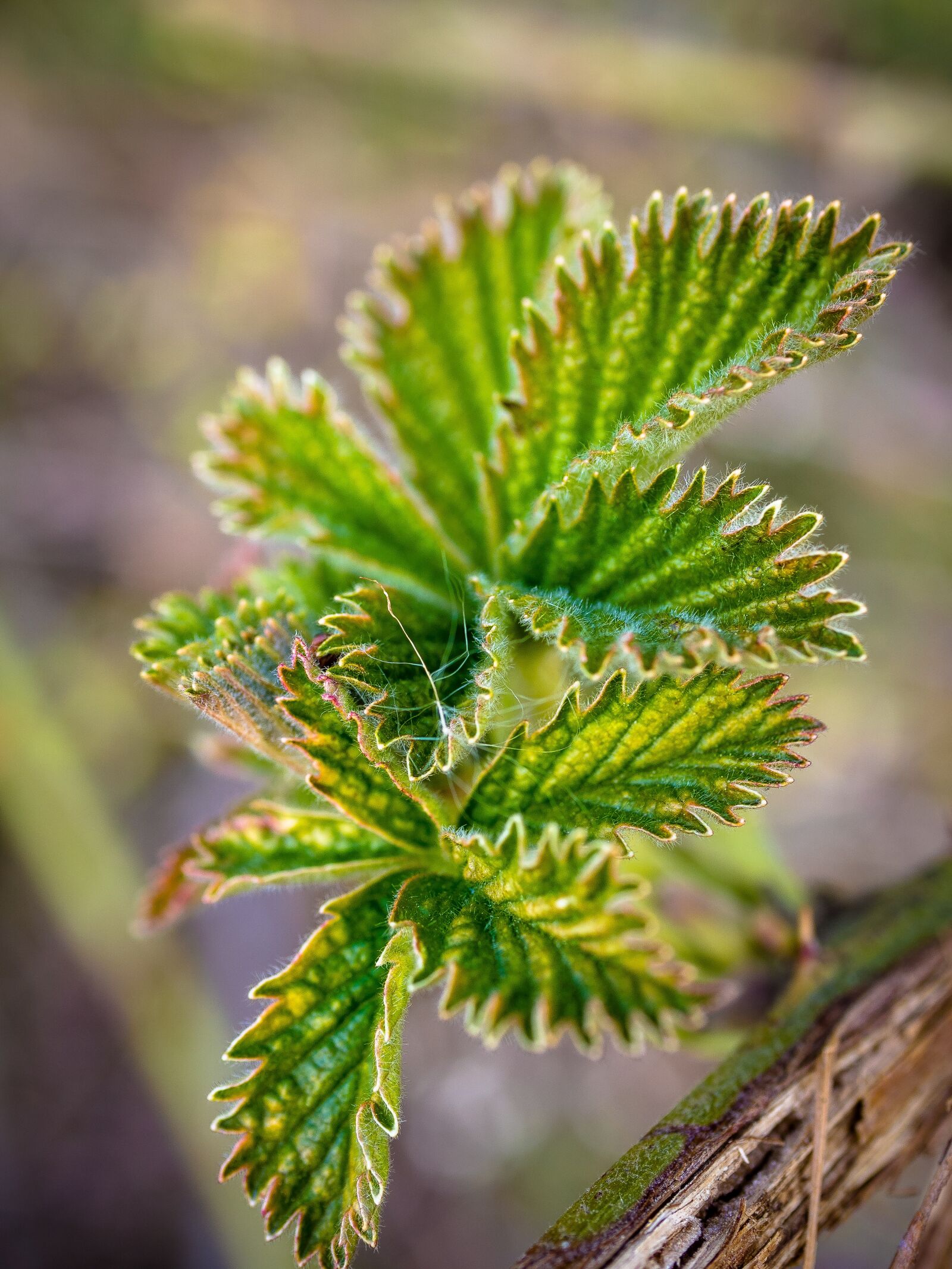 Panasonic Lumix G Macro 30mm F2.8 ASPH Mega OIS sample photo. Plant, green, jagged photography