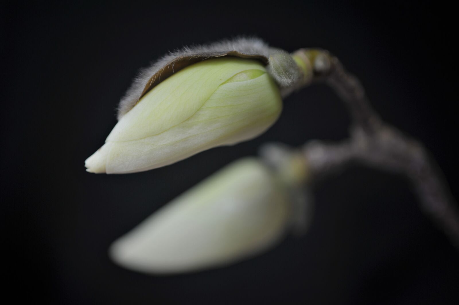 Nikon D3S sample photo. Magnolia flower, white magnolia photography