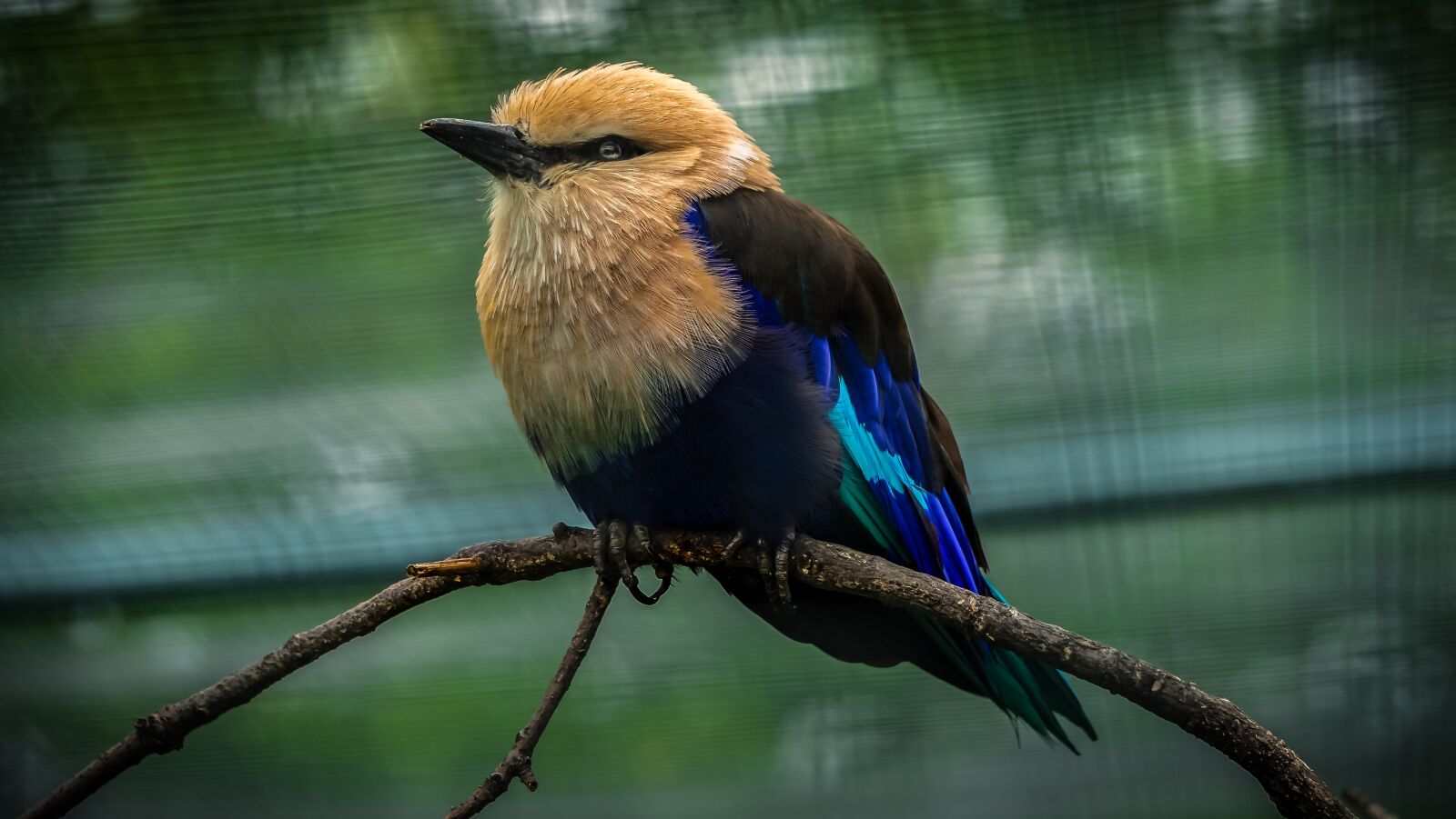 Sony a7 II + Sony E 55-210mm F4.5-6.3 OSS sample photo. Bird, plumage, nature photography