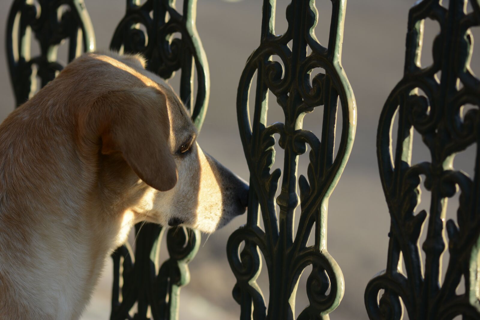 Nikon D7100 sample photo. Cao grid, portao, observing photography