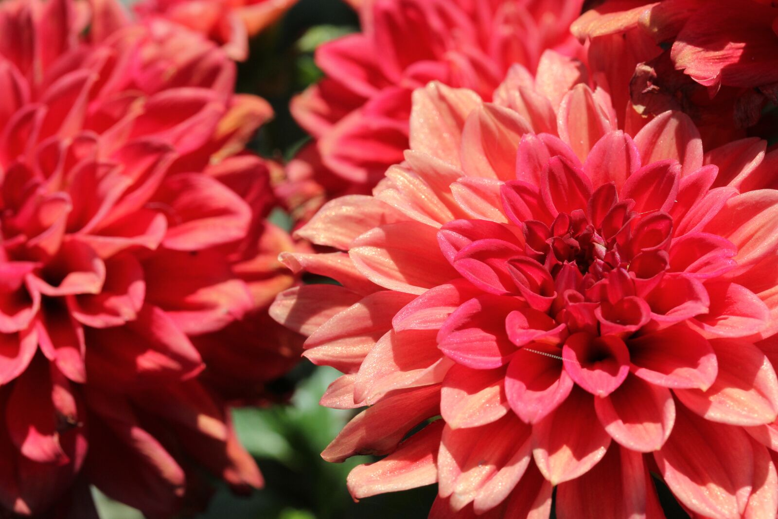 Canon EF-S 60mm F2.8 Macro USM sample photo. Dahlia, flowers, red photography