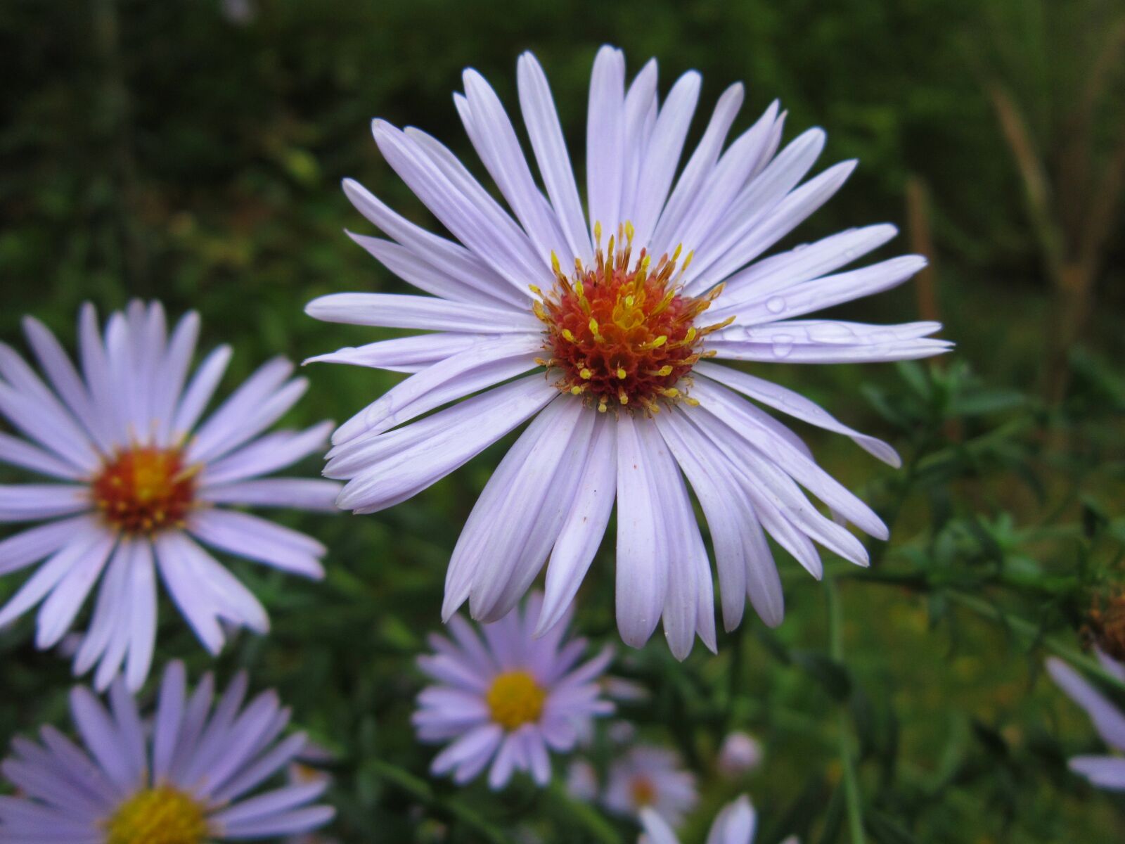 Canon PowerShot A3300 IS sample photo. Autumn, flowers, flower, garden photography