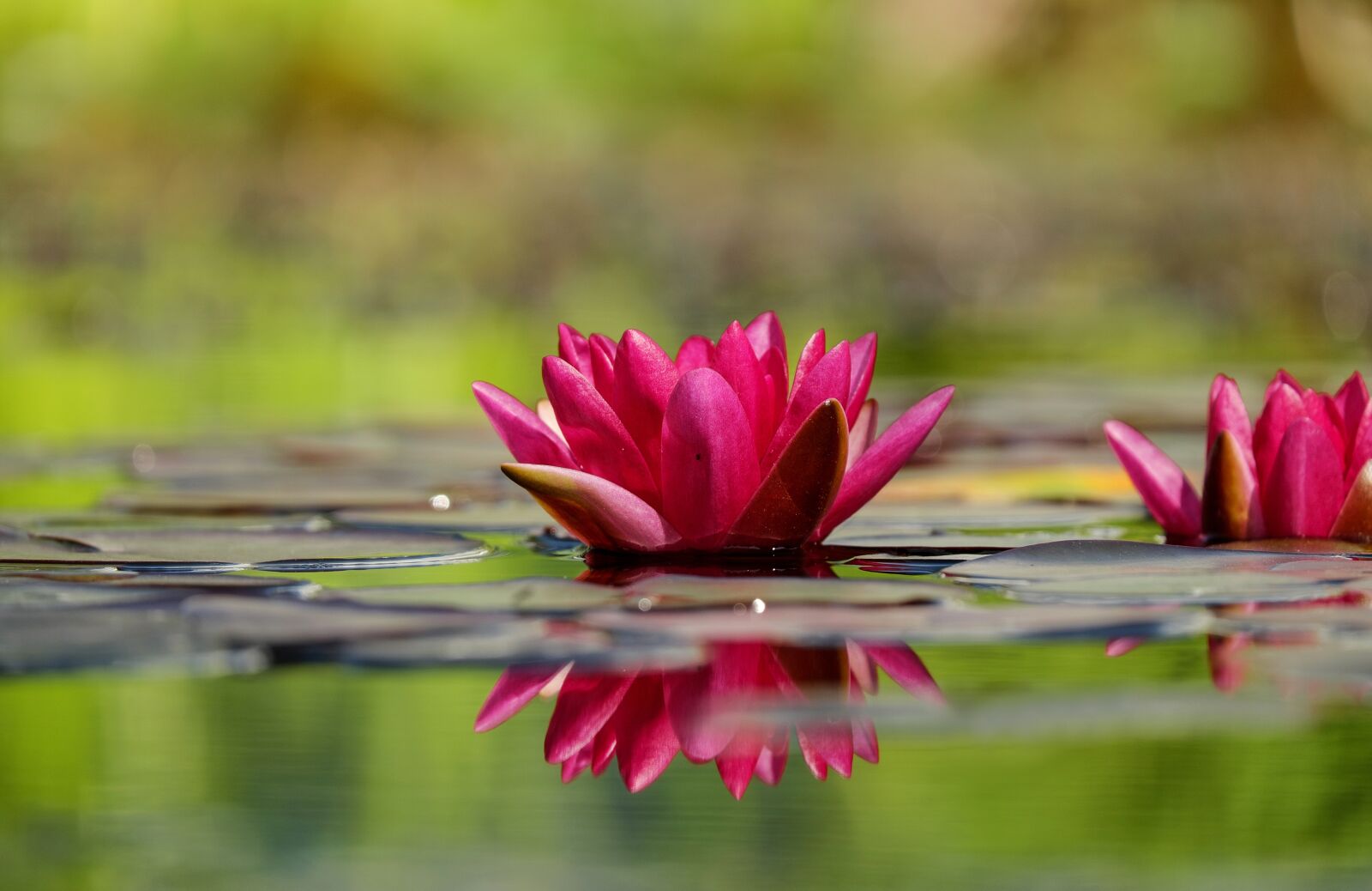 Fujifilm X-T10 + Fujifilm XC 50-230mm F4.5-6.7 OIS sample photo. Water lily, flower, blossom photography