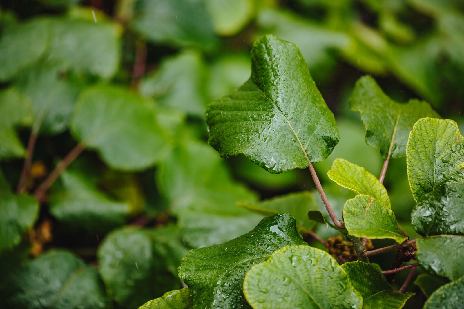 Canon EF 135mm F2L USM sample photo. Green grass, green leaves photography