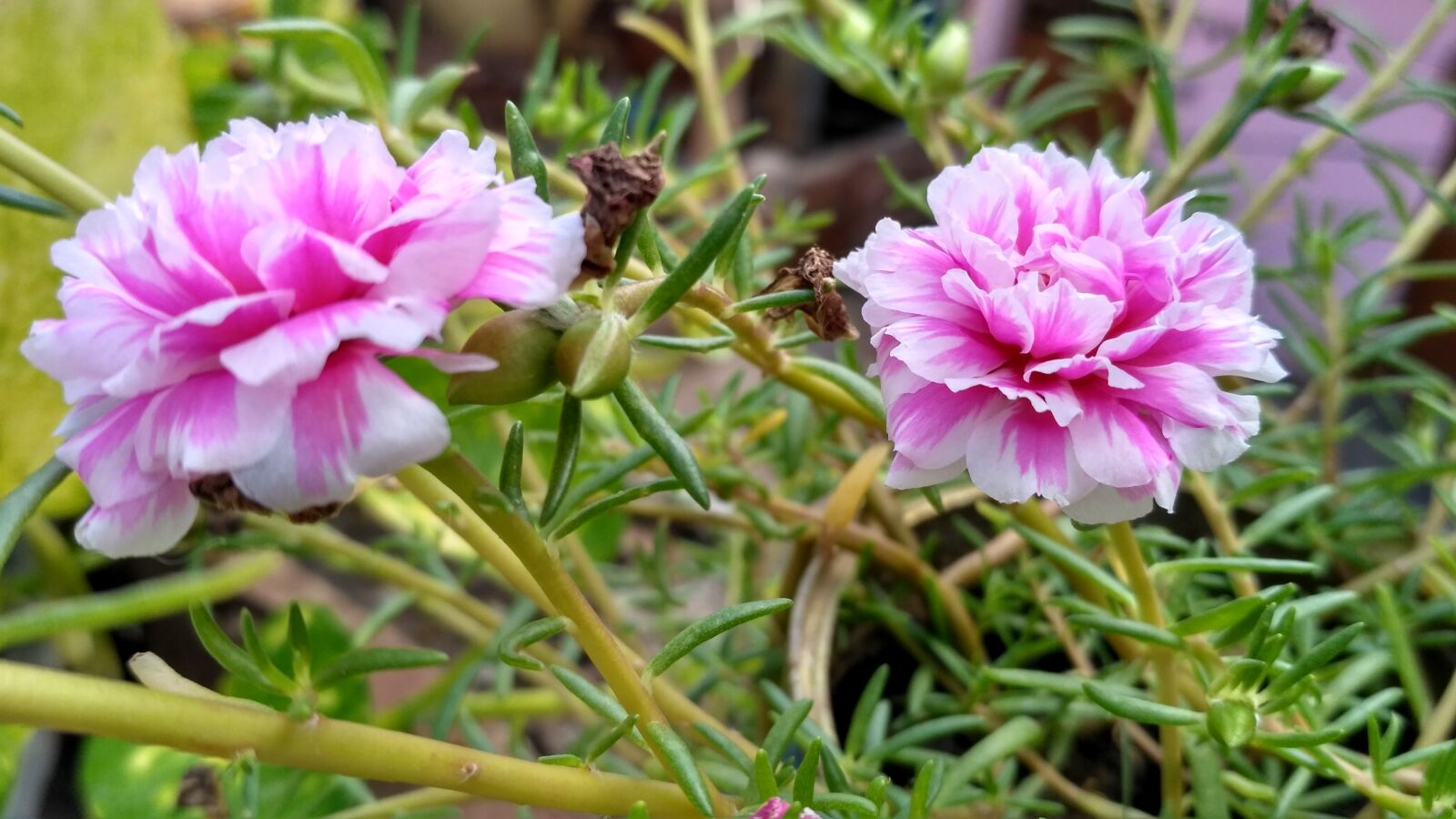 Xiaomi Redmi 3S sample photo. Beautiful, flowers, colors, flowers photography