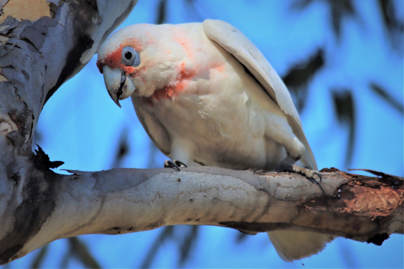 Canon EOS 90D sample photo. Long-billed corella, looking down photography