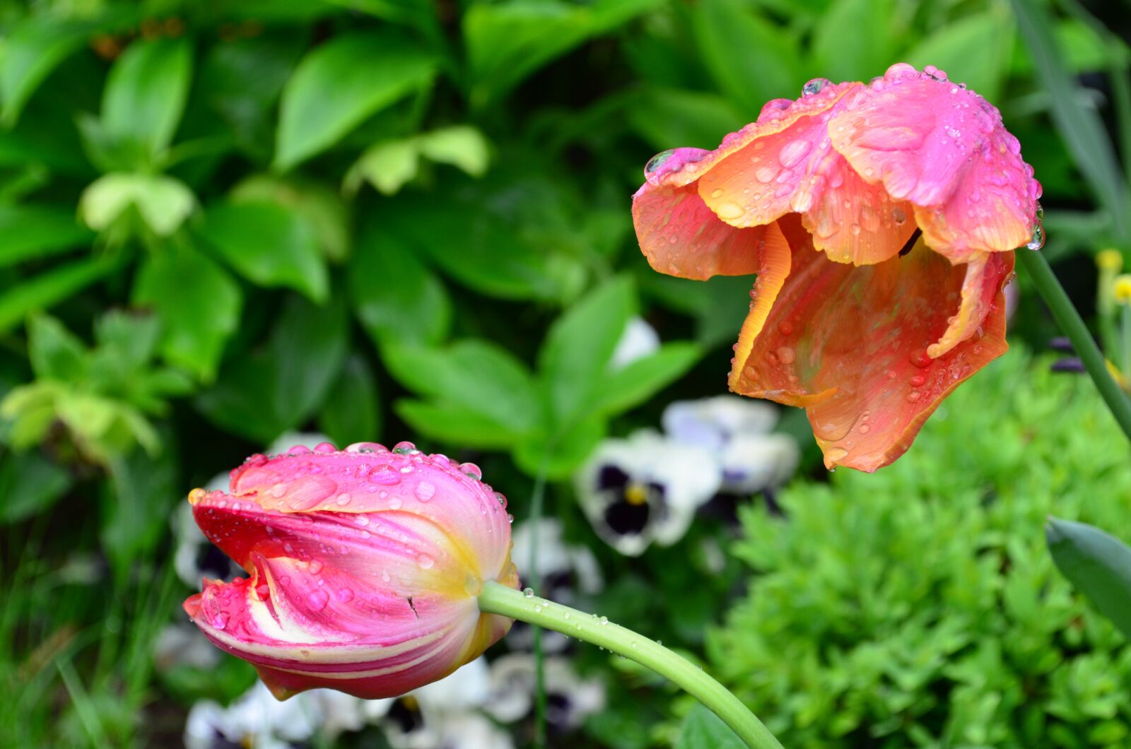 Nikon D5100 sample photo. Tulips, rain, raindrop photography