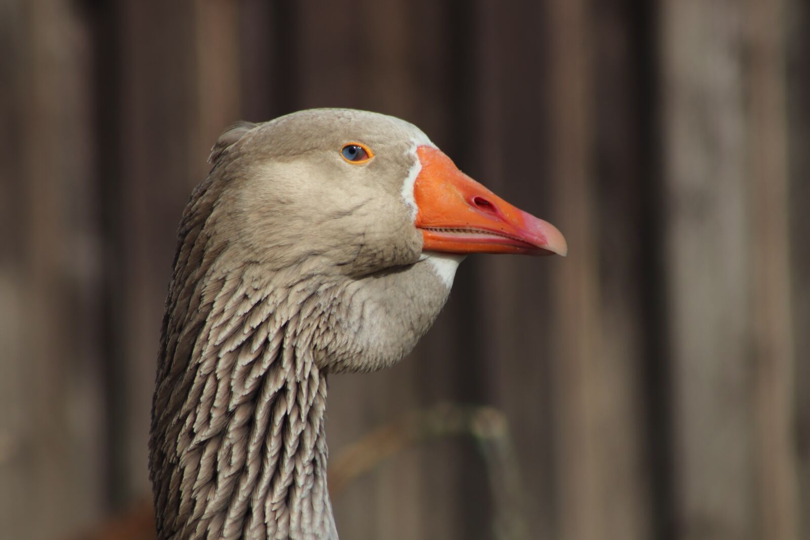 Canon EOS 800D (EOS Rebel T7i / EOS Kiss X9i) sample photo. Pet, domestic goose, ganter photography