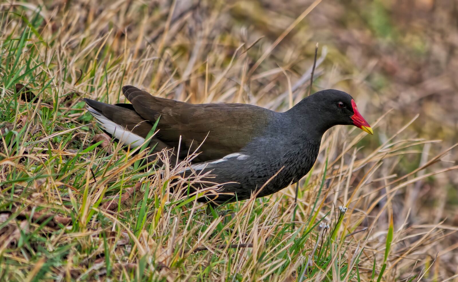 Panasonic Lumix DC-G9 sample photo. Moorhen, hen, gallinule photography