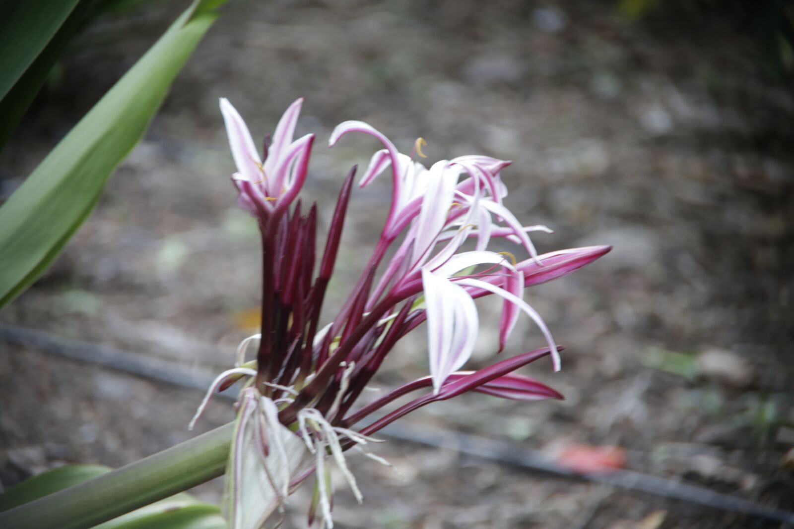 Canon EOS 6D sample photo. Flower, park, bloom photography
