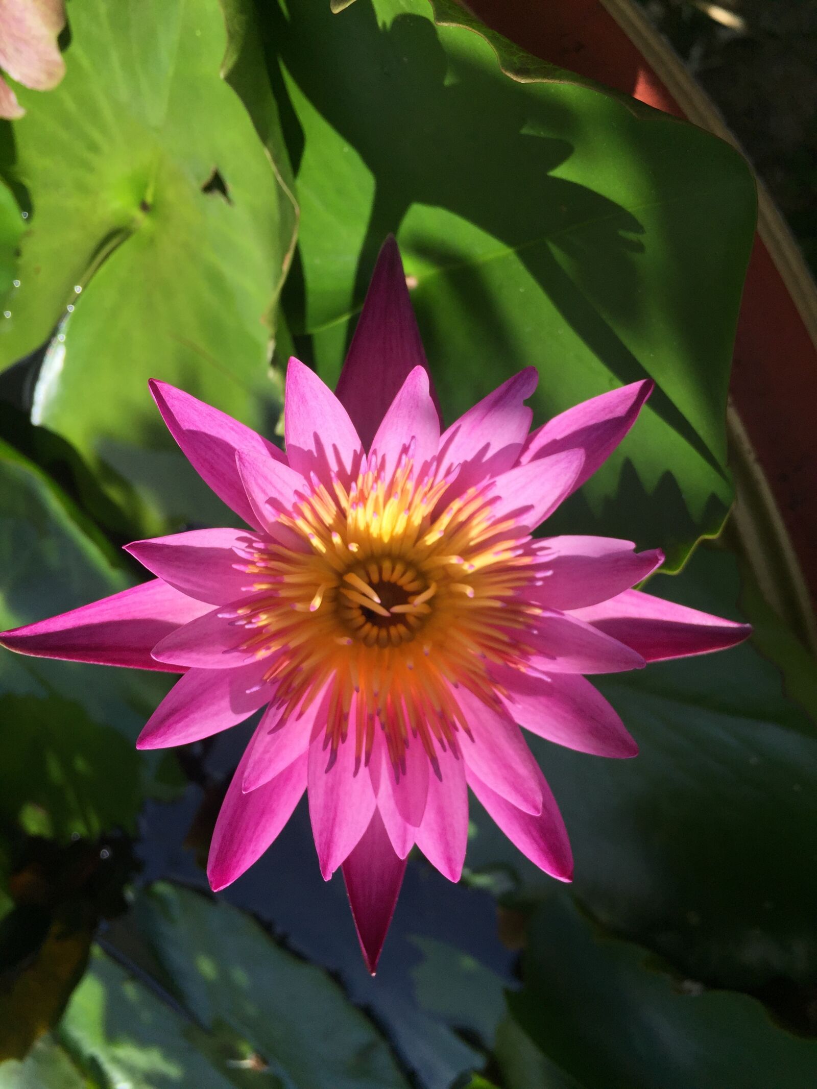 Apple iPhone 6 sample photo. Lotus, flowers, lotus leaf photography