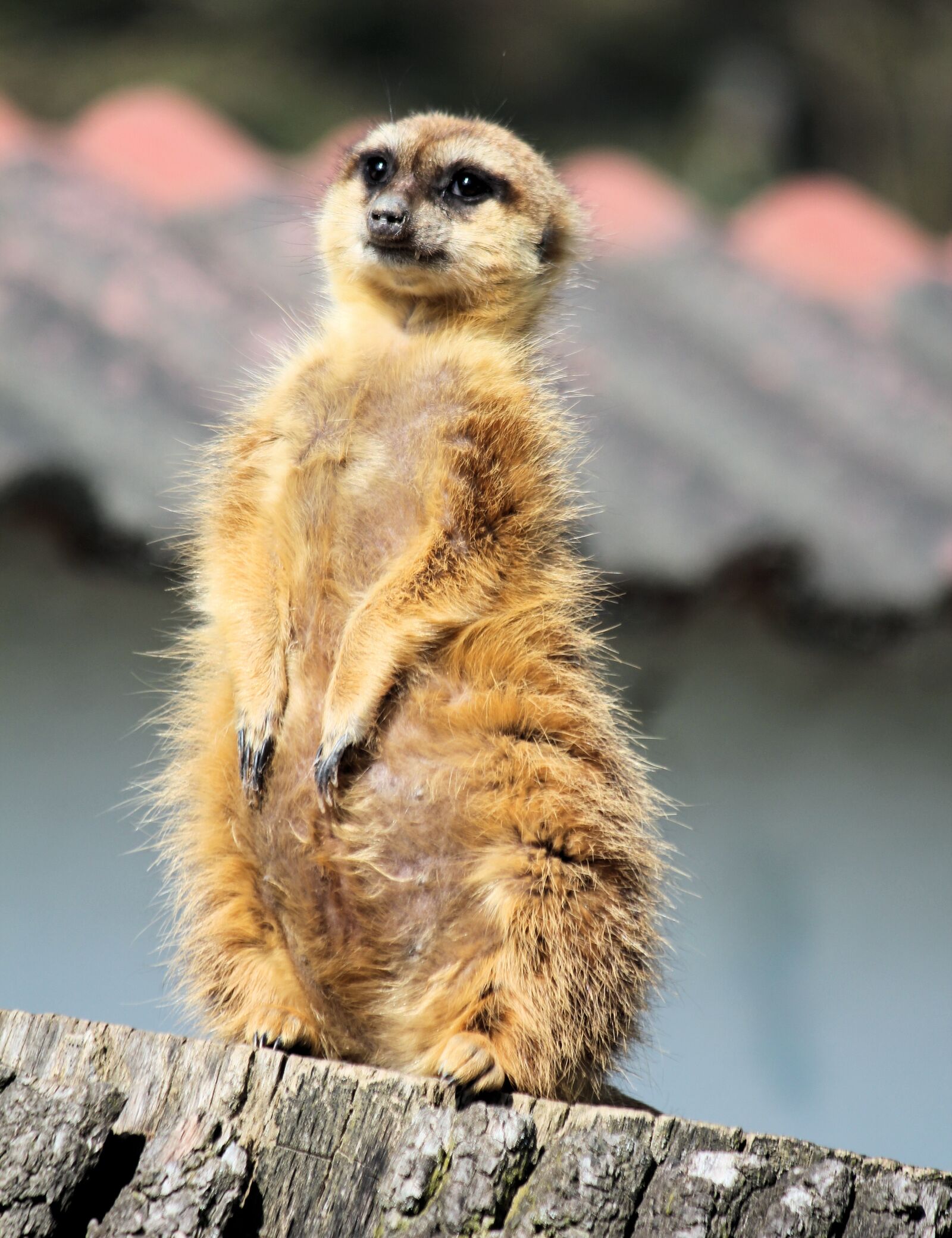 Canon EOS 550D (EOS Rebel T2i / EOS Kiss X4) sample photo. Meerkat, cat, african photography