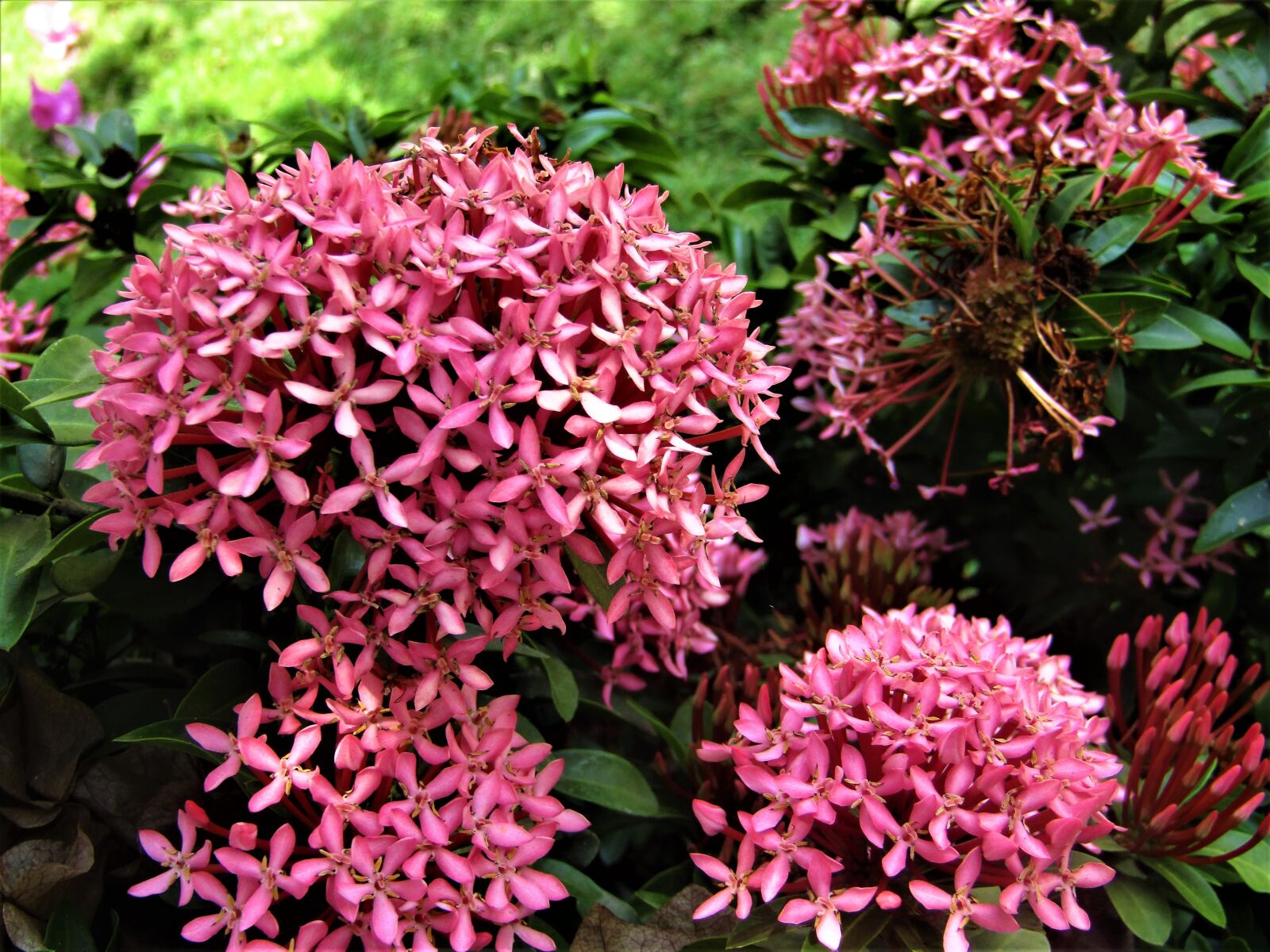 Canon POWERSHOT SX430 IS sample photo. Flower, pink flower, nature photography