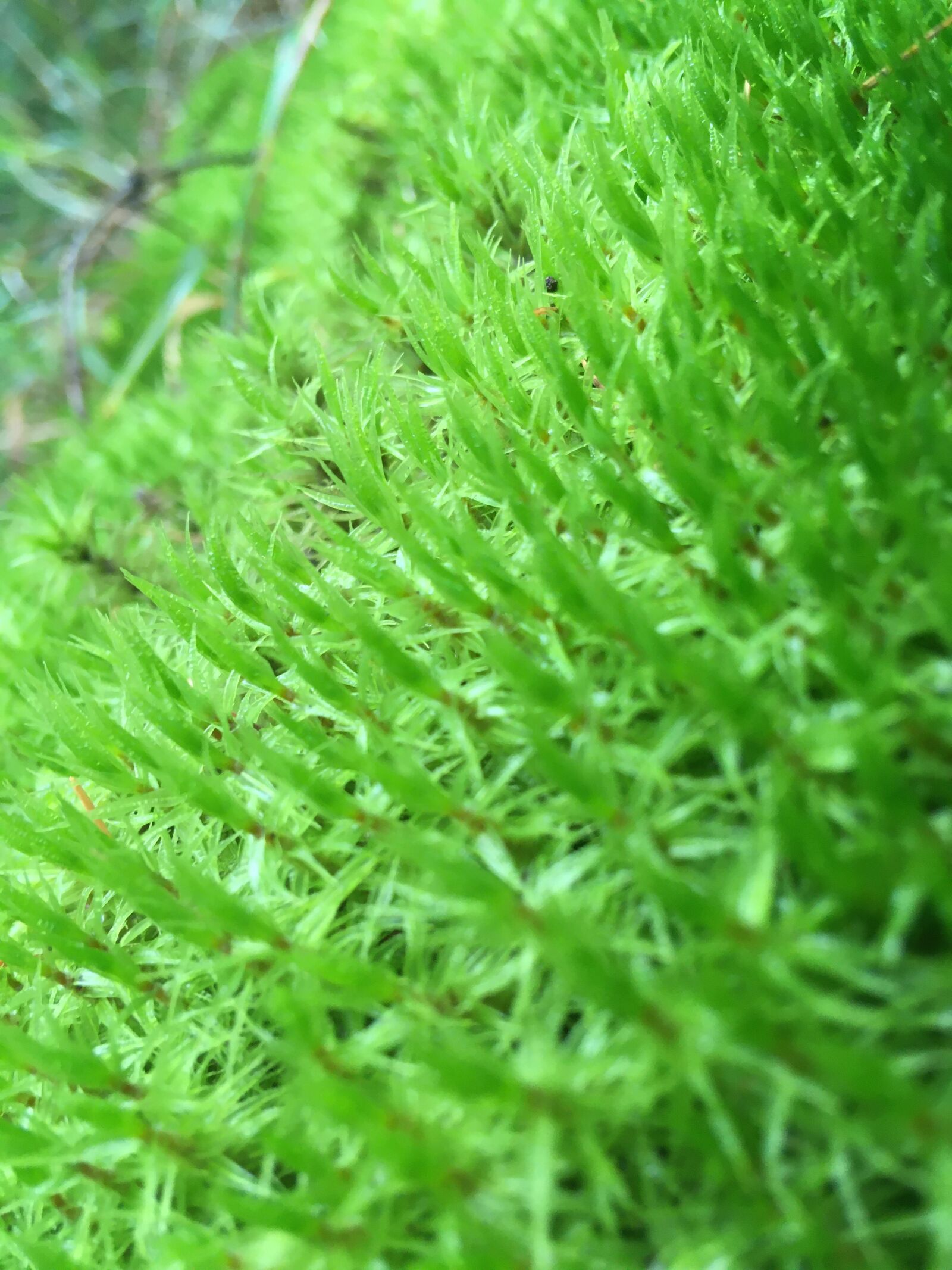 Apple iPhone SE (1st generation) + iPhone SE (1st generation) back camera 4.15mm f/2.2 sample photo. Moss, nature, forest photography