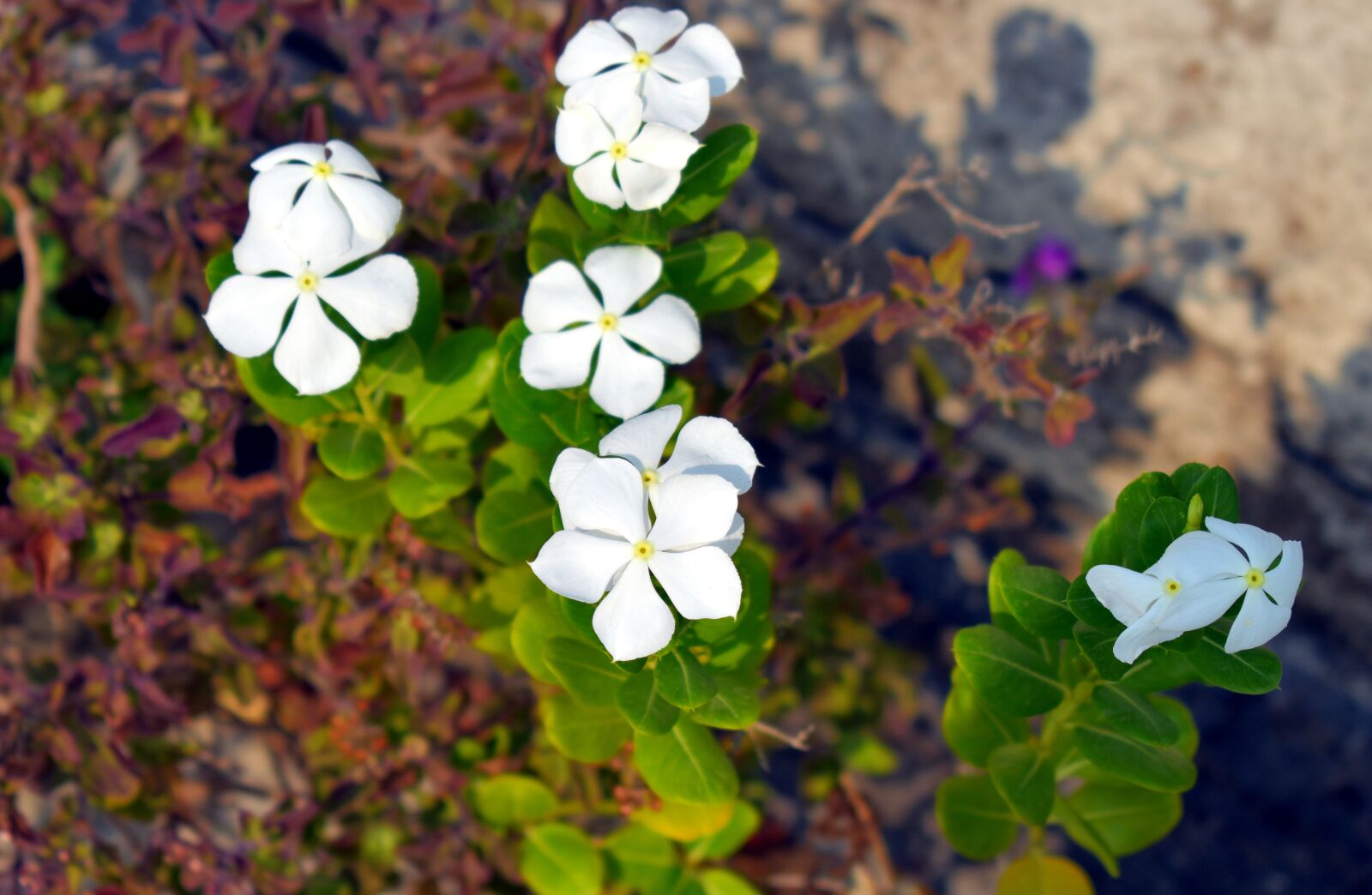 Nikon D5600 sample photo. White periwinkle, white flowers photography