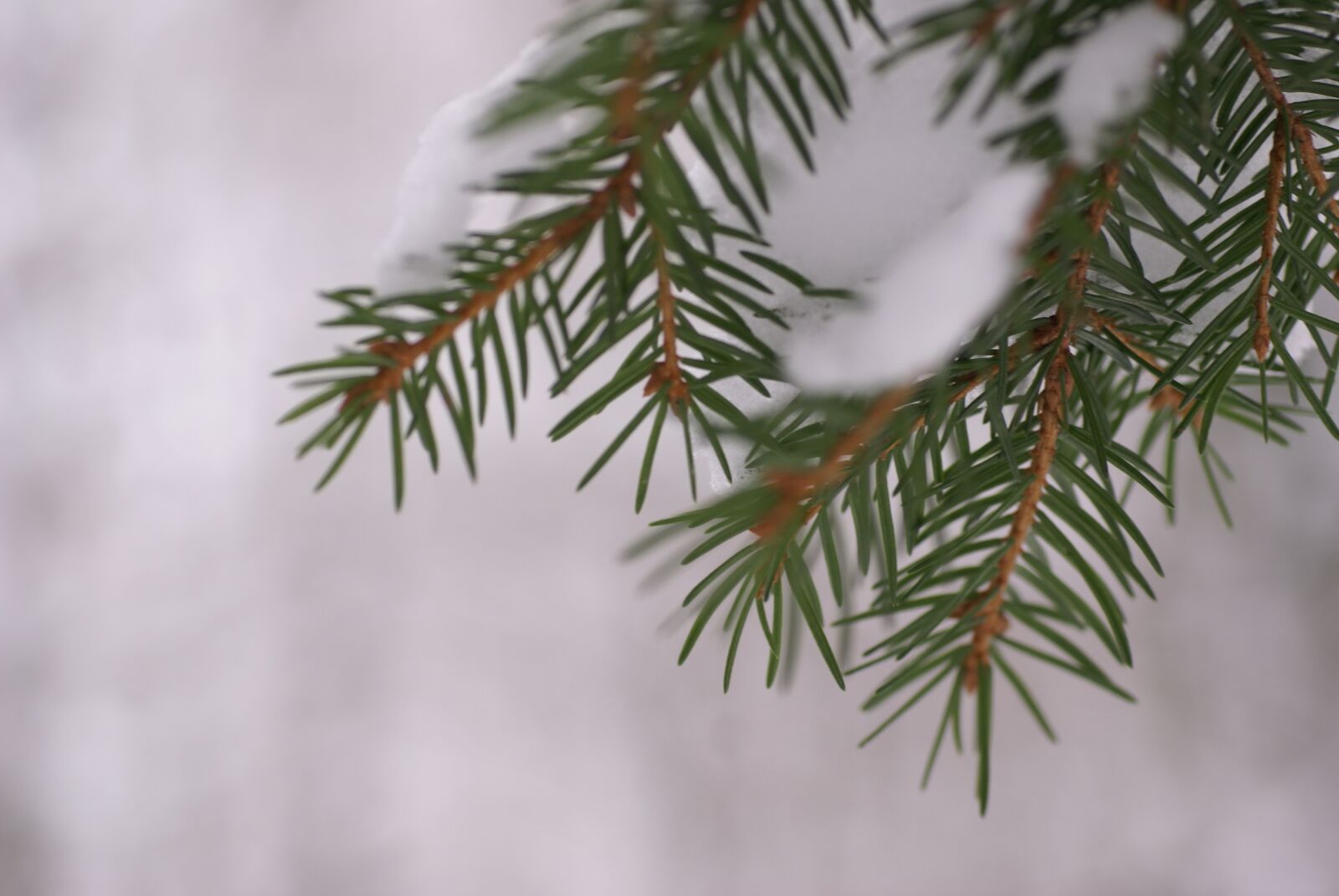 Sony Alpha DSLR-A100 sample photo. Gran, winter, spruce photography