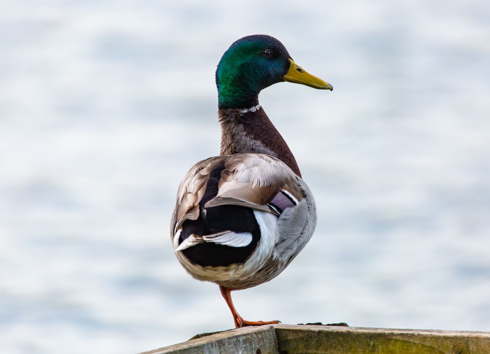 Canon EOS 5D Mark III + 150-600mm F5-6.3 DG OS HSM | Contemporary 015 sample photo. Duck on one leg photography