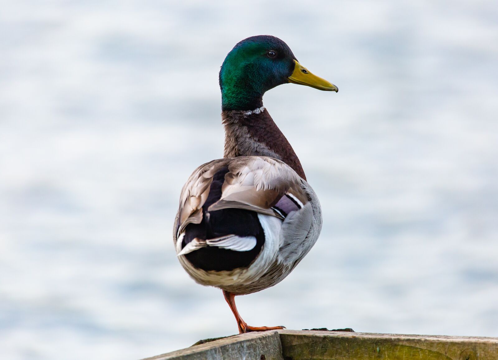 150-600mm F5-6.3 DG OS HSM | Contemporary 015 sample photo. Duck on one leg photography