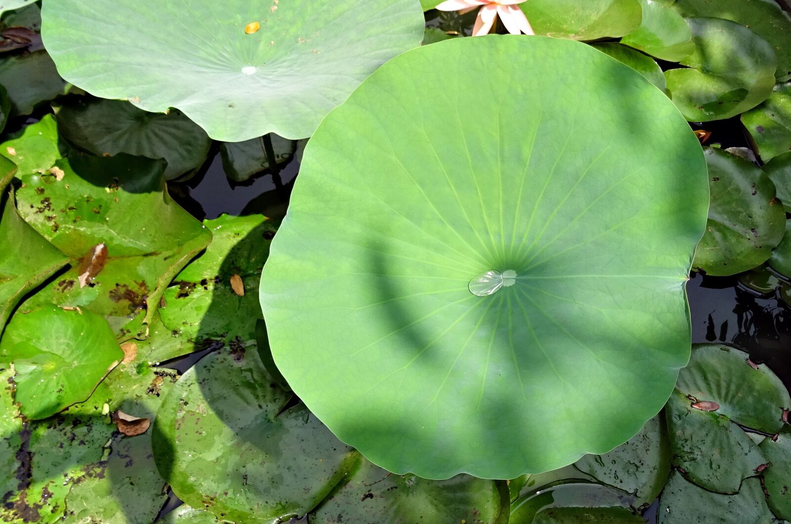 Sony DSC-HX60V sample photo. Lotus, leaf, pad photography