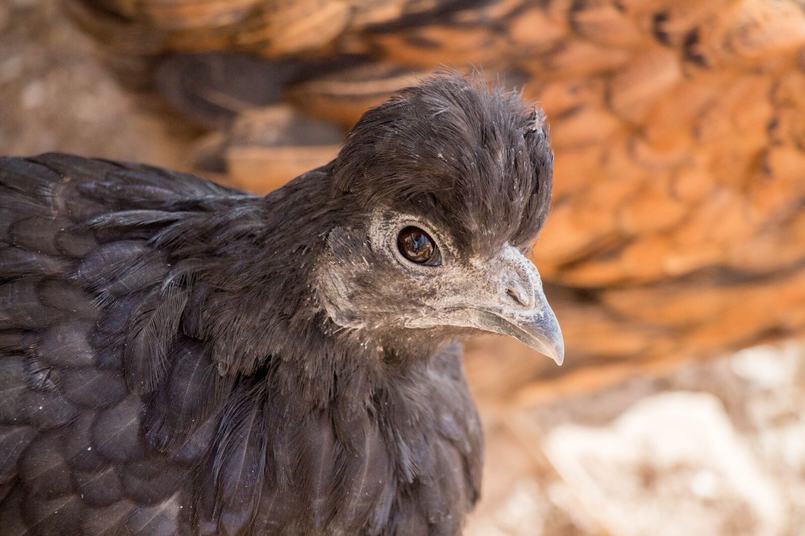Canon EOS 700D (EOS Rebel T5i / EOS Kiss X7i) sample photo. Bird, animal, nature photography
