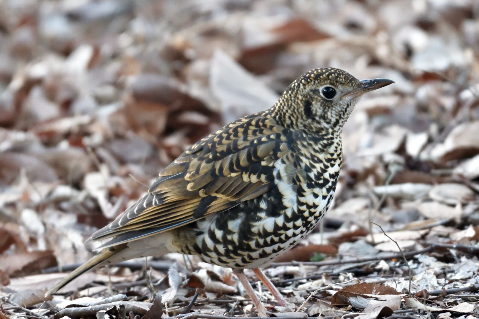 Nikon D500 sample photo. Natural, outdoors, bird photography