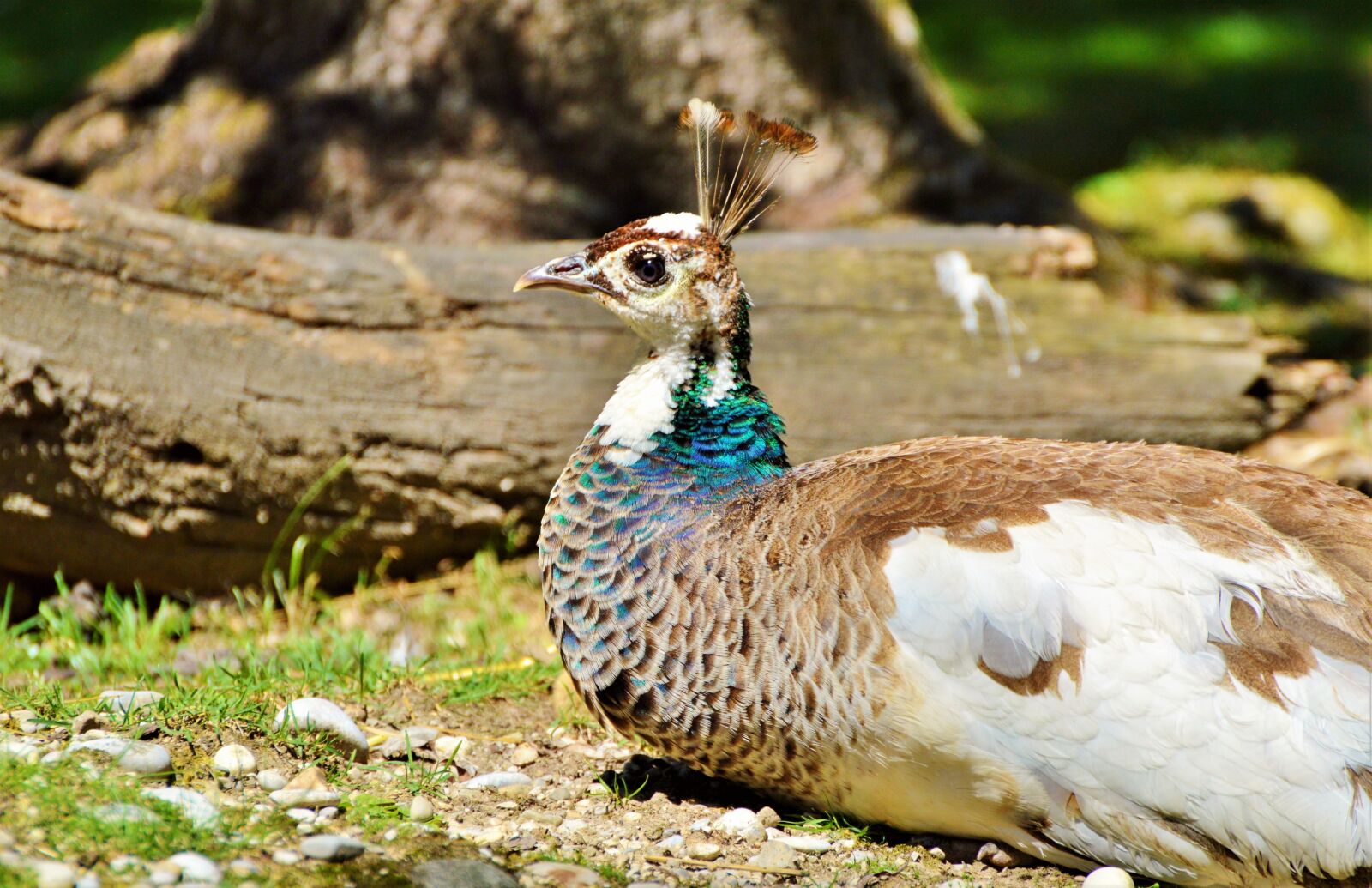 Nikon D3200 sample photo. Peacock, bird, plumage photography
