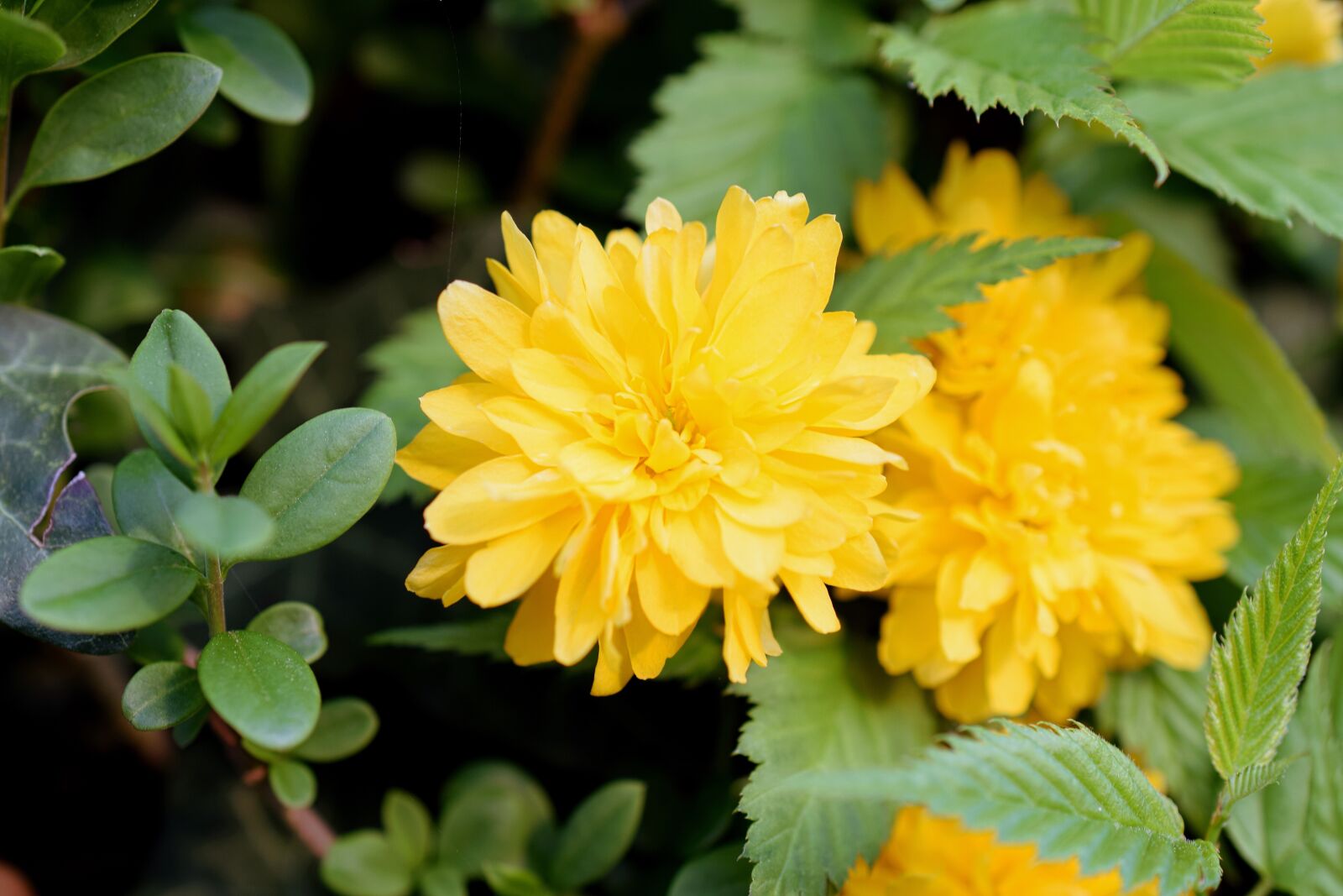 Nikon D5300 sample photo. Yellow flower, flowers close-up photography