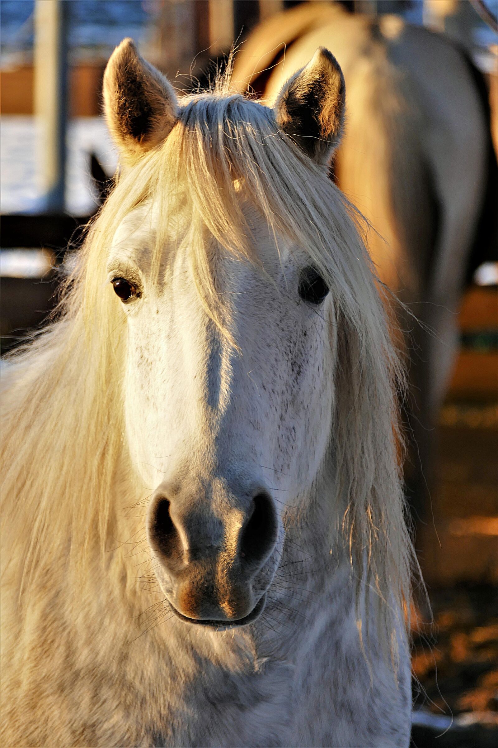 Panasonic Lumix DMC-FZ1000 sample photo. Horse, portrait, animal photography