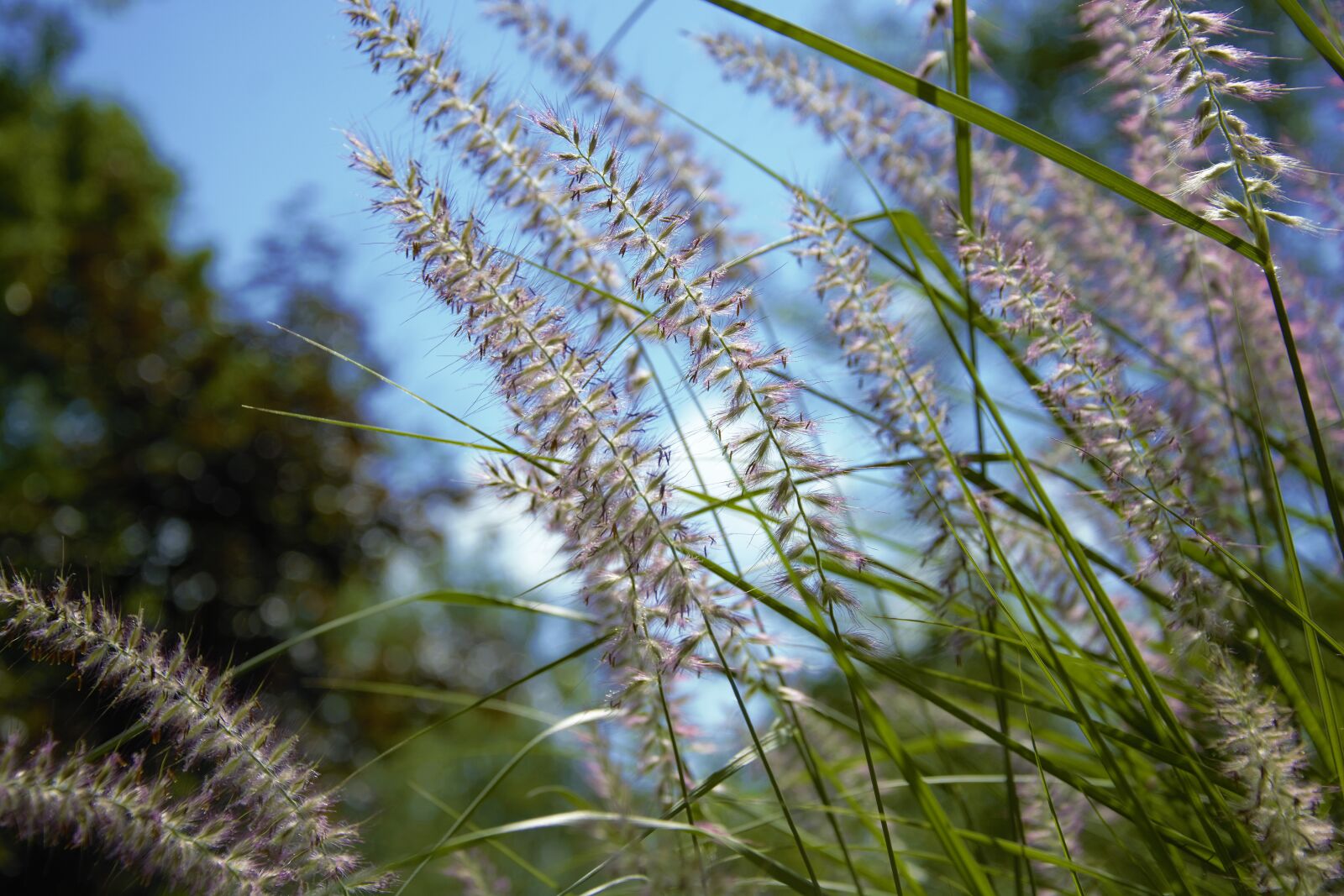 Nikon D7100 sample photo. Decorative grass, blue sky photography