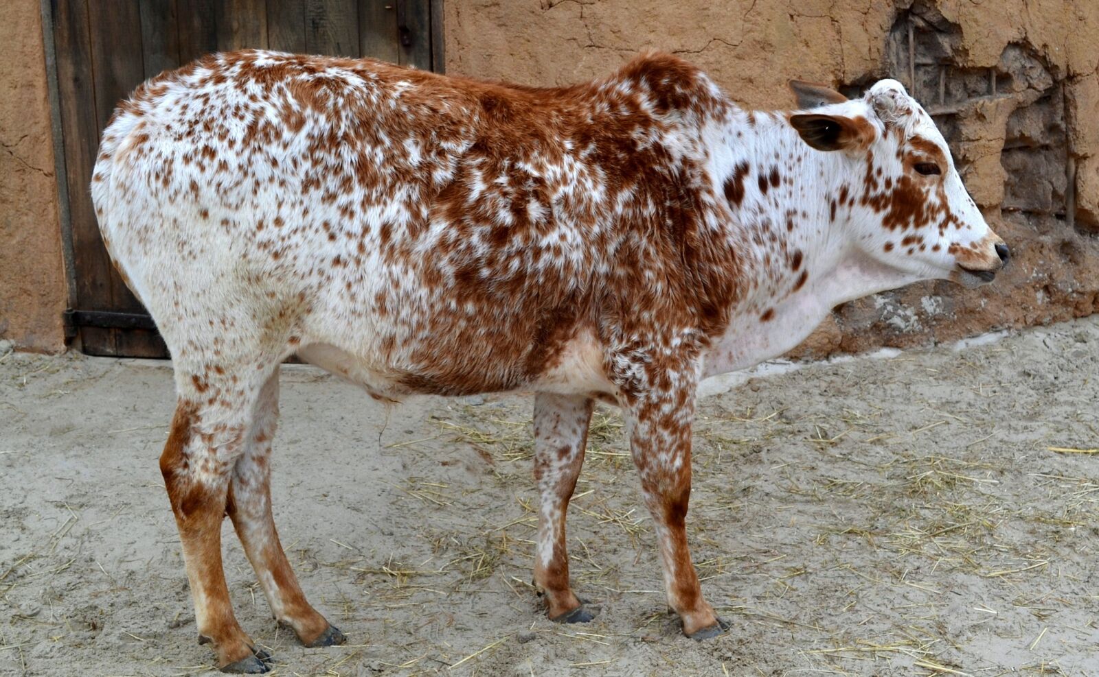 Nikon D3100 sample photo. Cow, animal, farm photography