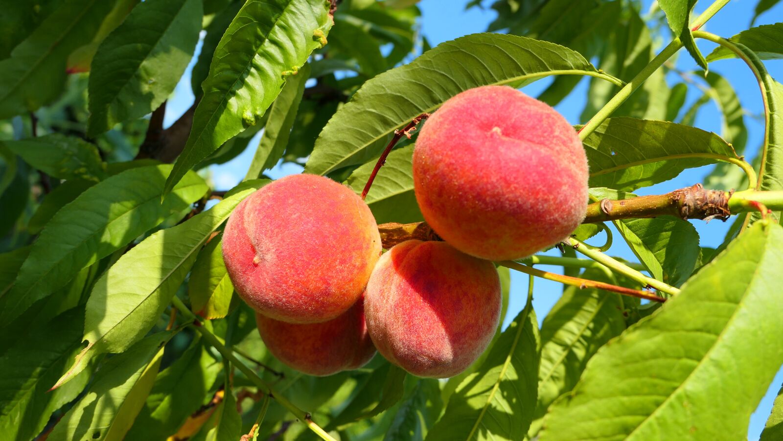 Panasonic Lumix DMC-LX10 (Lumix DMC-LX15) sample photo. Peaches, fruit, summer photography