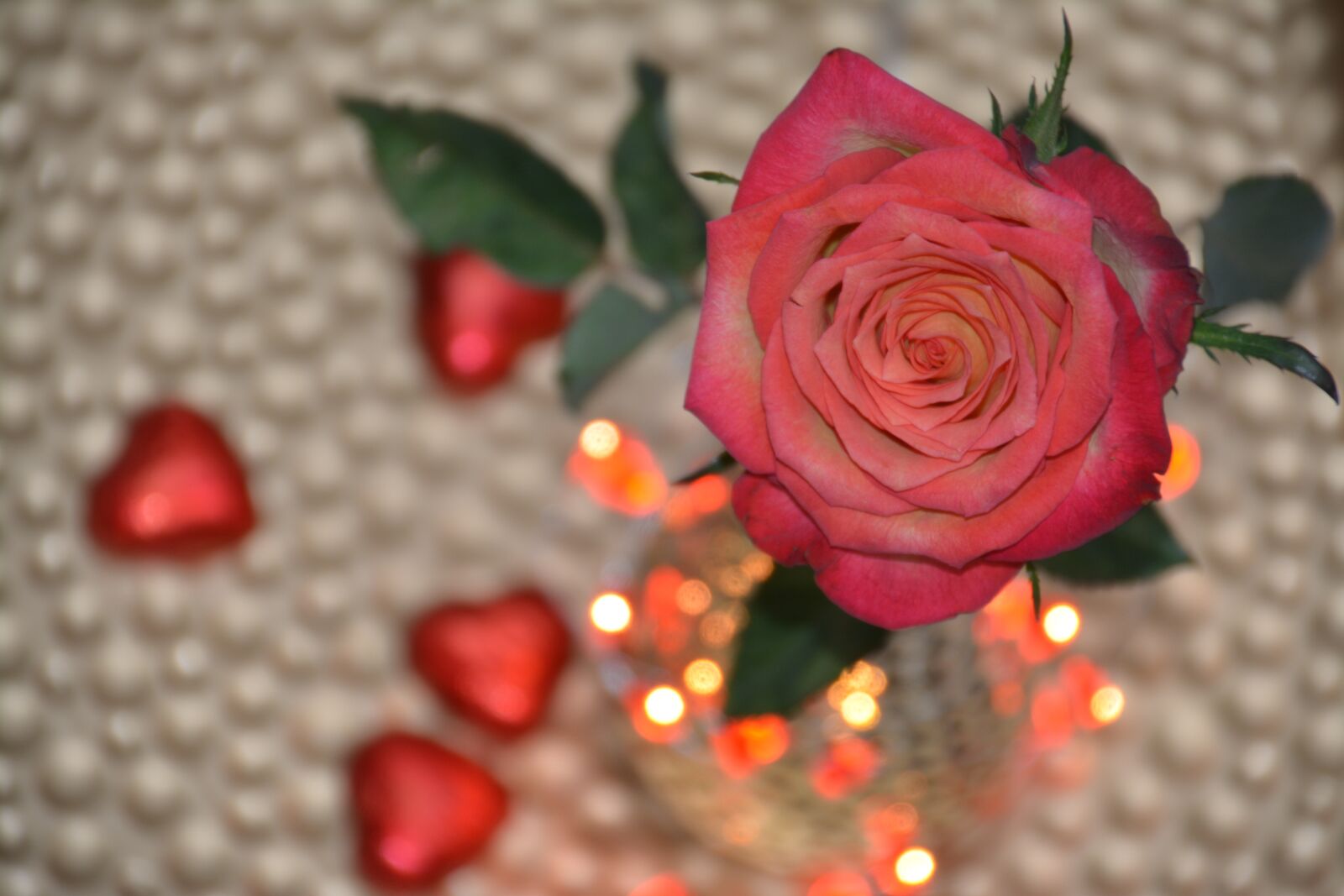 Nikon D5200 sample photo. Rose, flower, floral photography