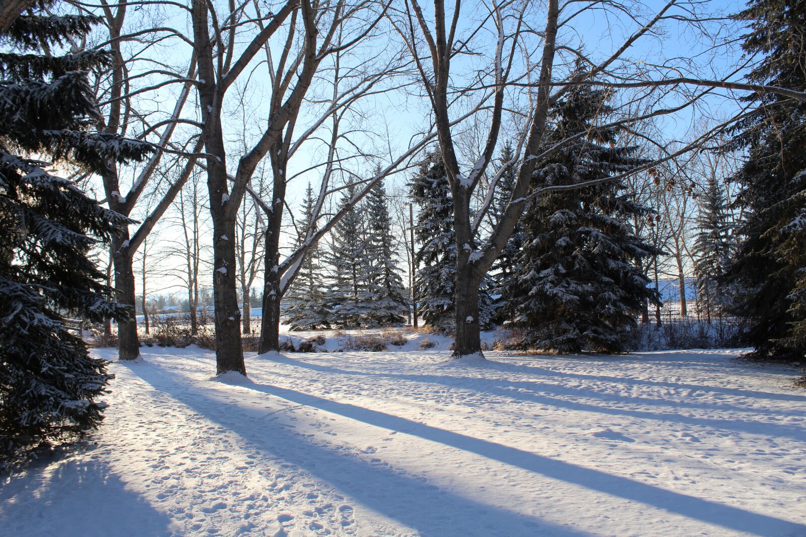 Canon EOS 1300D (EOS Rebel T6 / EOS Kiss X80) sample photo. Winter, forest, nature photography
