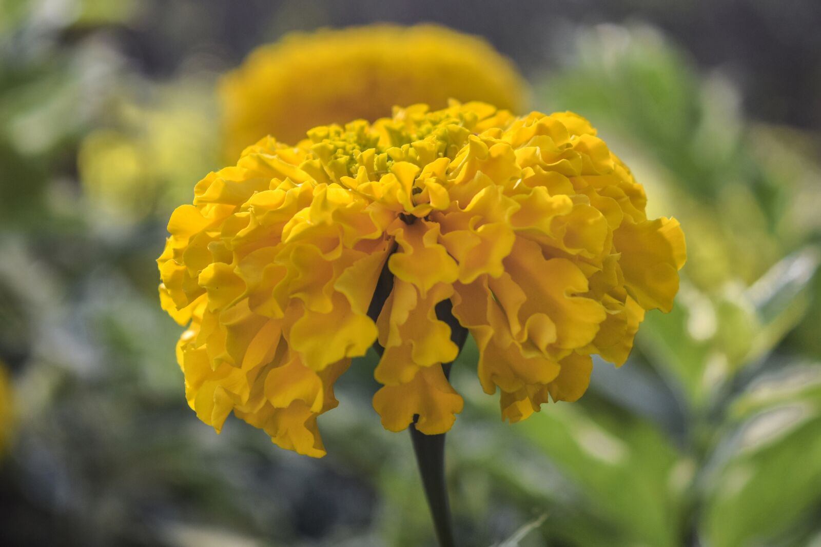 Nikon D3300 sample photo. Yellow, flower, floral photography