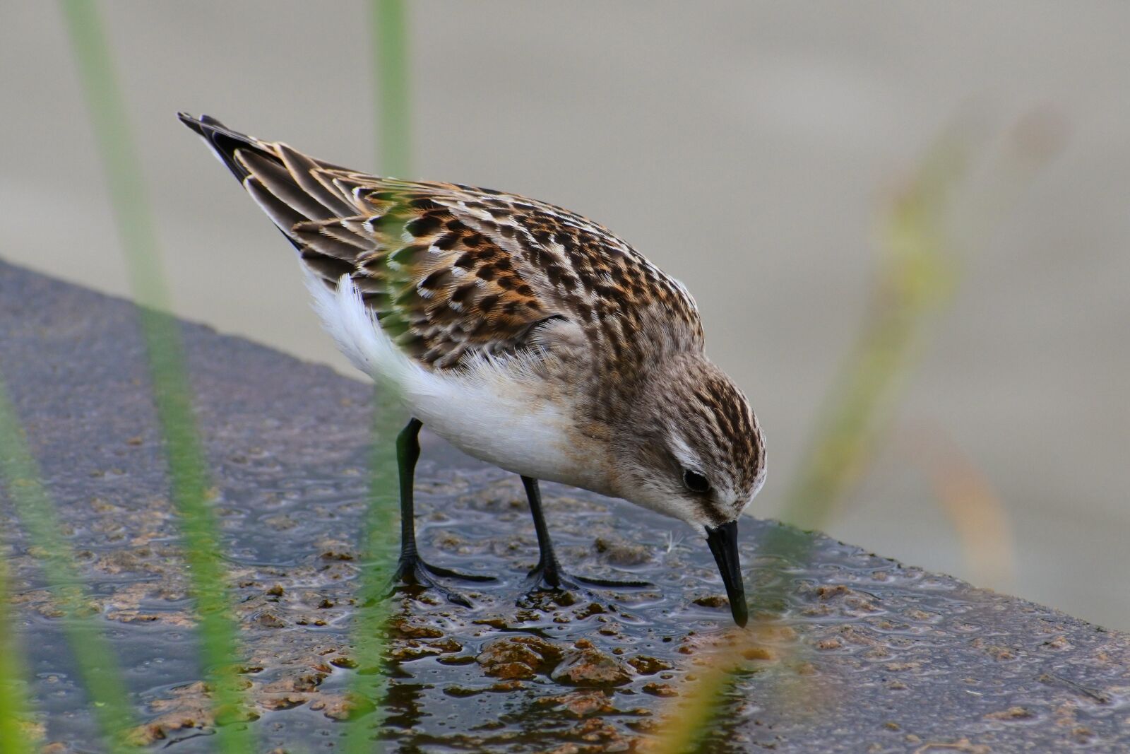VR 70-300mm f/4.5-6.3G sample photo. Animal, river, waterside photography