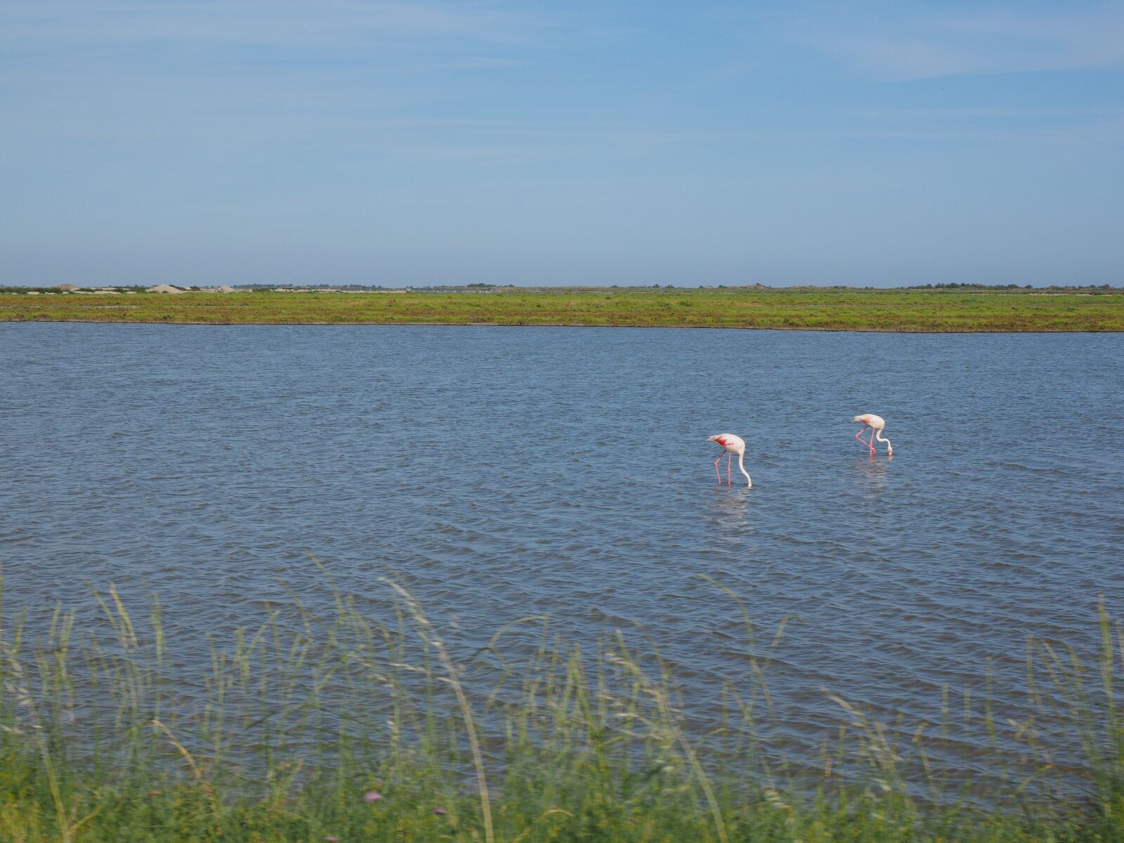 Olympus OM-D E-M1 + Olympus M.Zuiko Digital ED 12-40mm F2.8 Pro sample photo. Camargue, nature park camargue photography